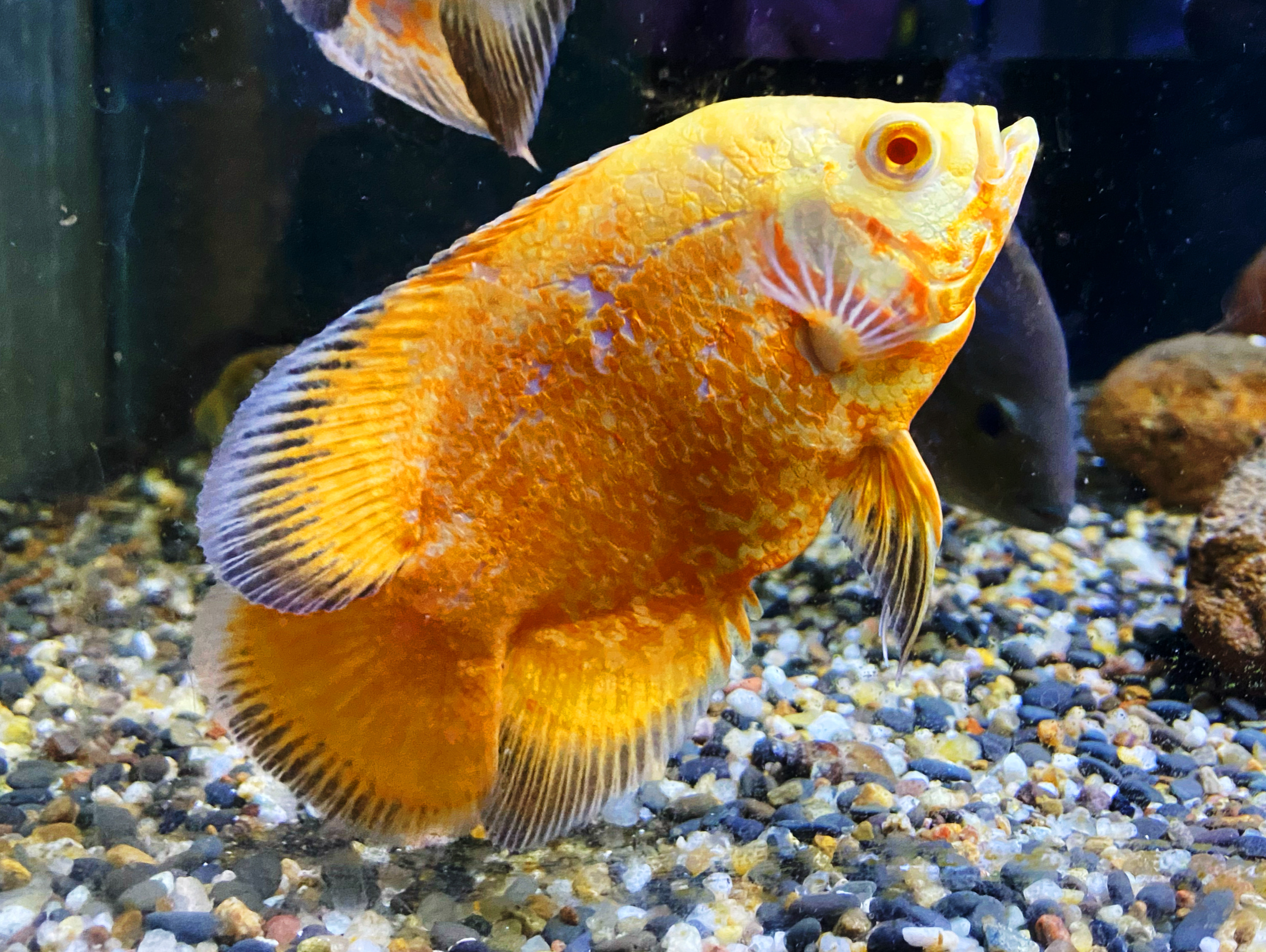 Astronotus Ocellatus albino flächig rot Pfauenaugenbuntbarsch