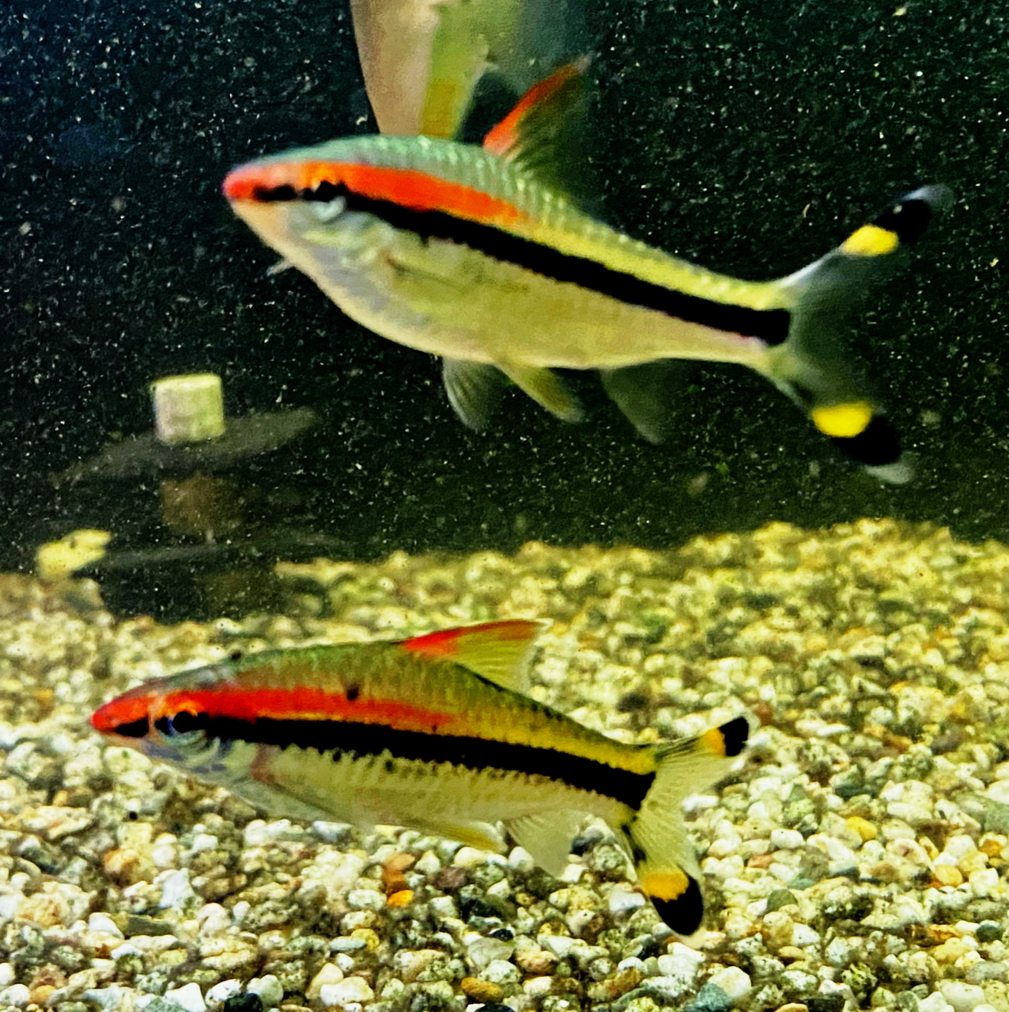 Rotstrichalgenfresser Puntius denisonii ca 6cm