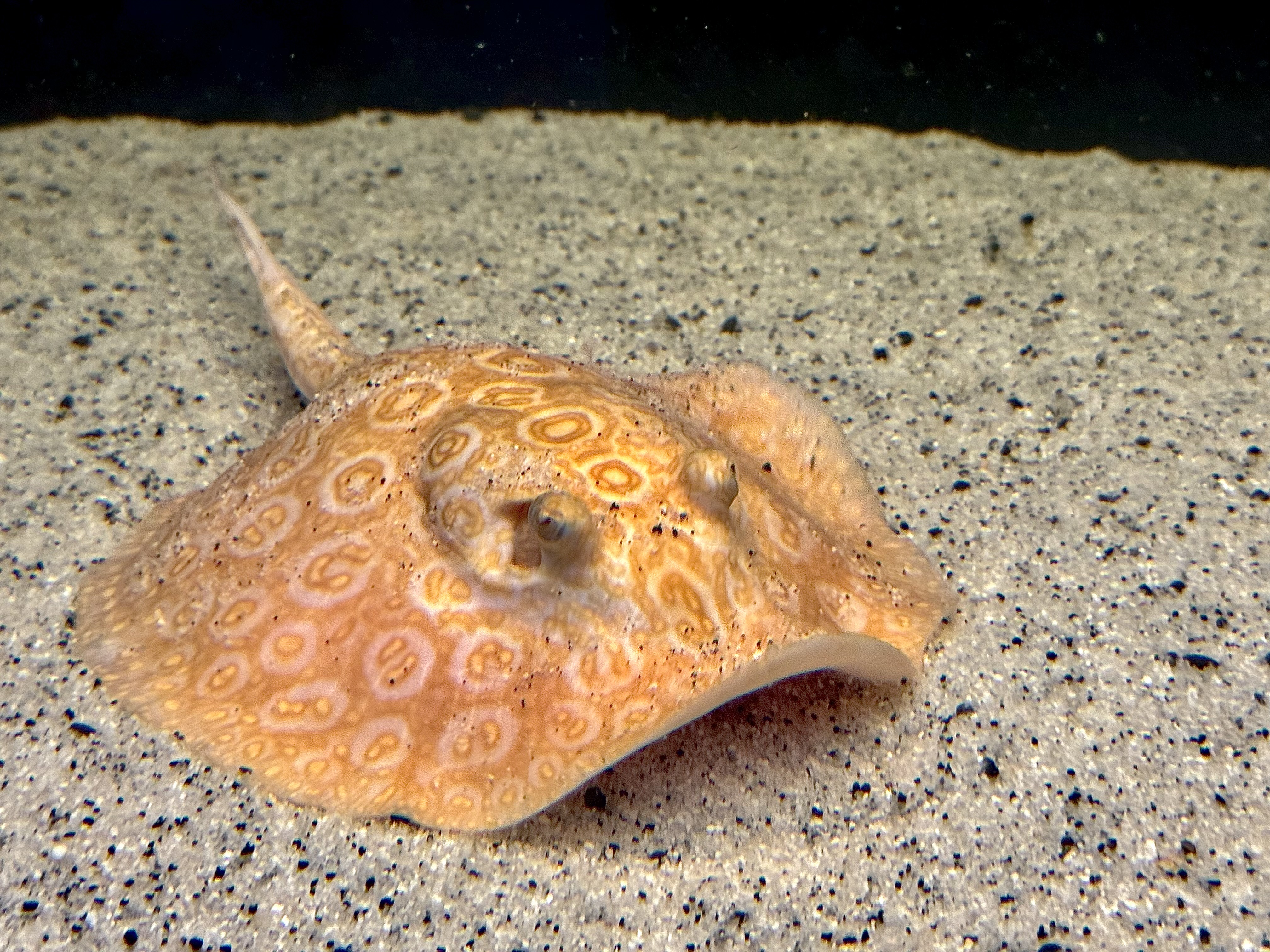 Potamotrygon Rochen Albino Mantilla