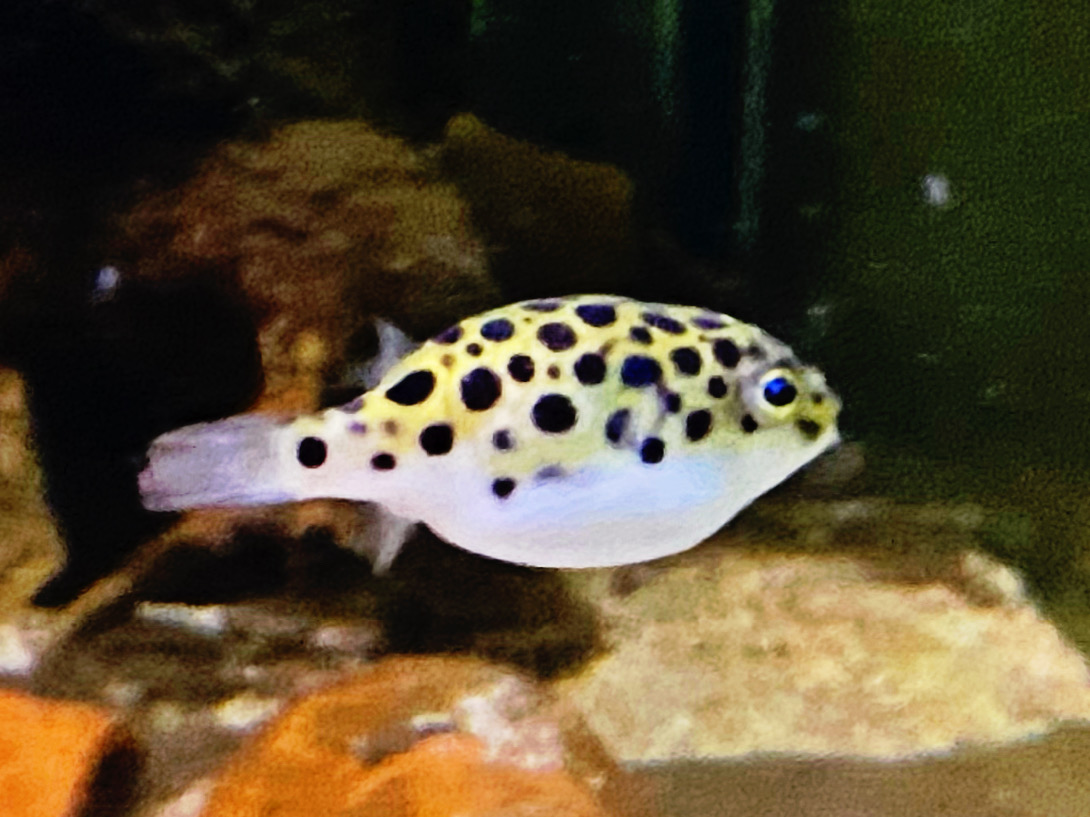 Grüner Kugelfisch, Tetraodon nigroviridis ca 3cm