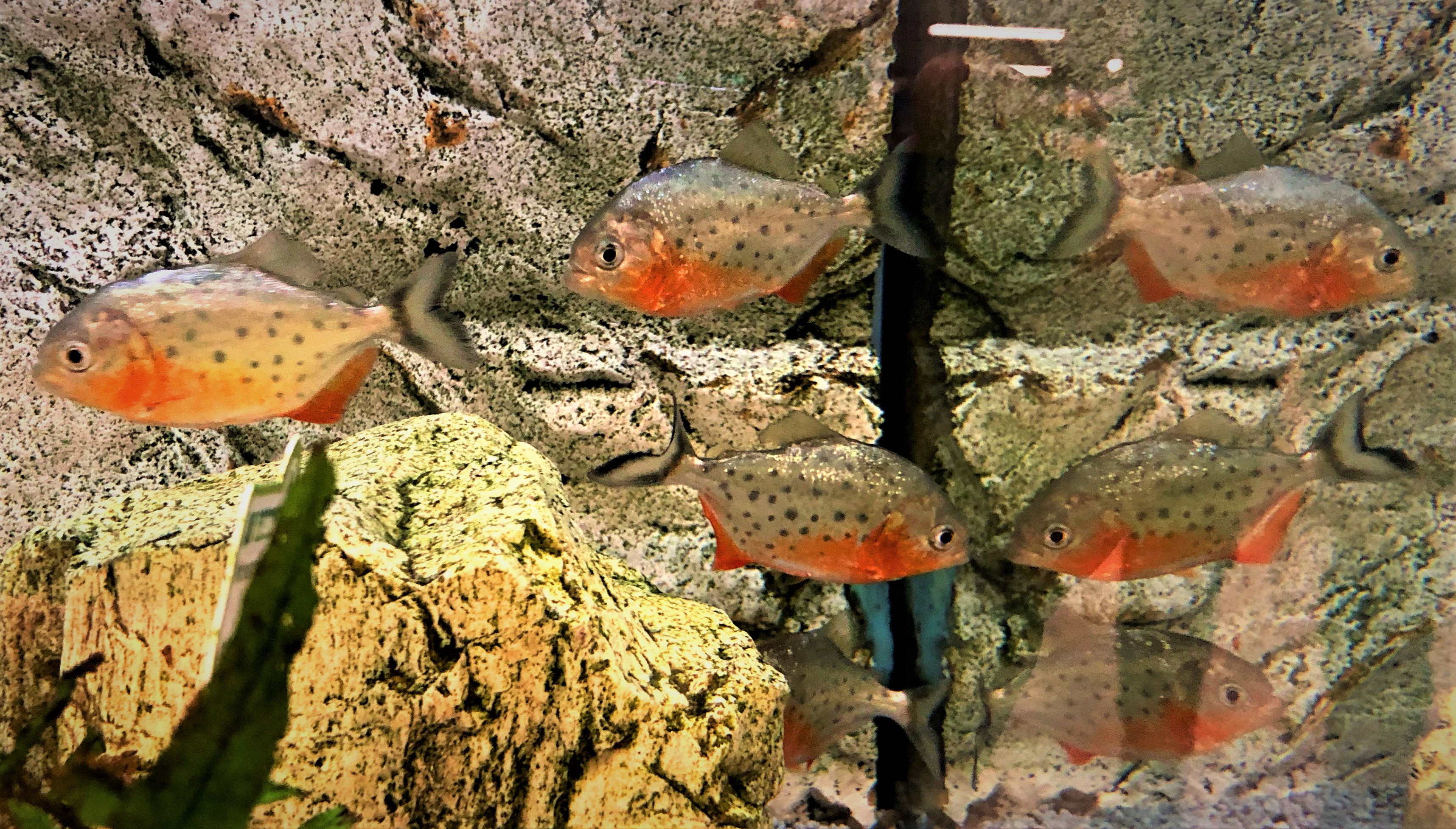 Roter Piranha - Serrasalmus nattereri NZ 4-6cm