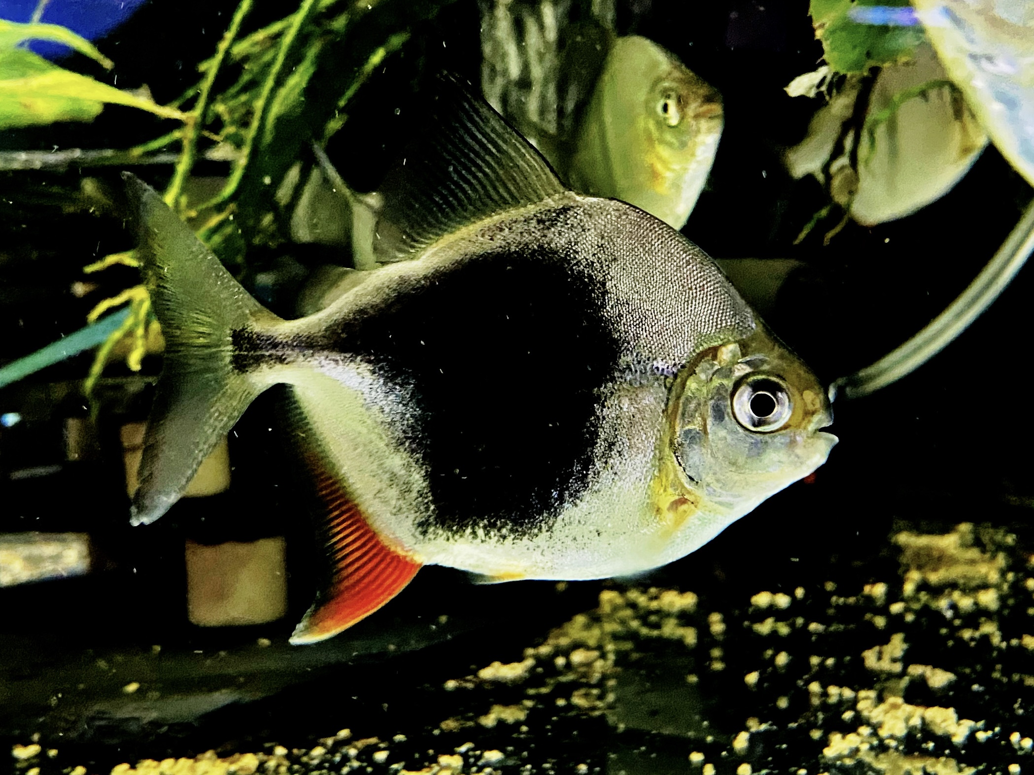 Blackberry Lamax III Silver Dollar, Myleus sp. Blackberry