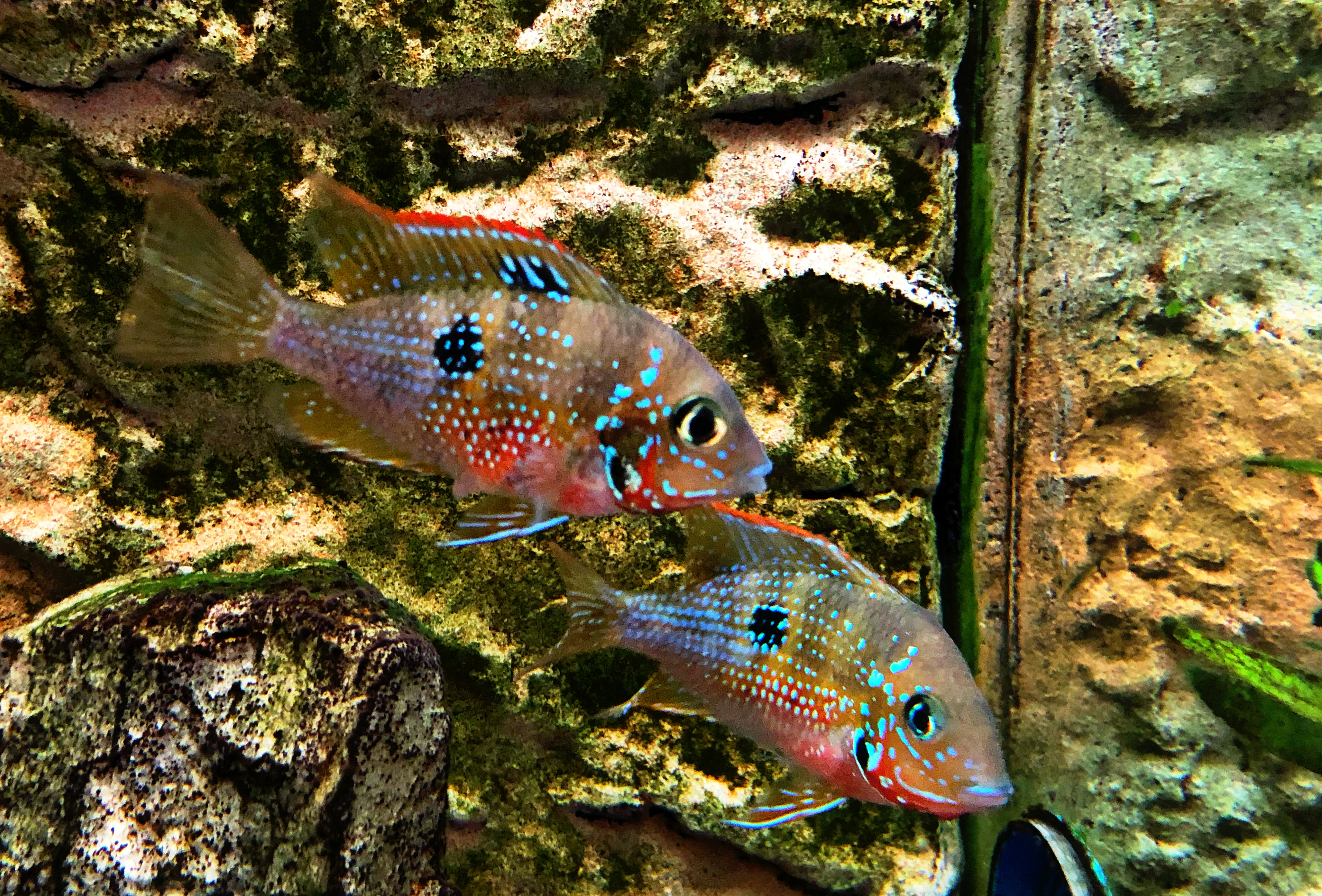 Elliots Buntbarsch, Thorichthys ellioti, DNZ ca 6cm