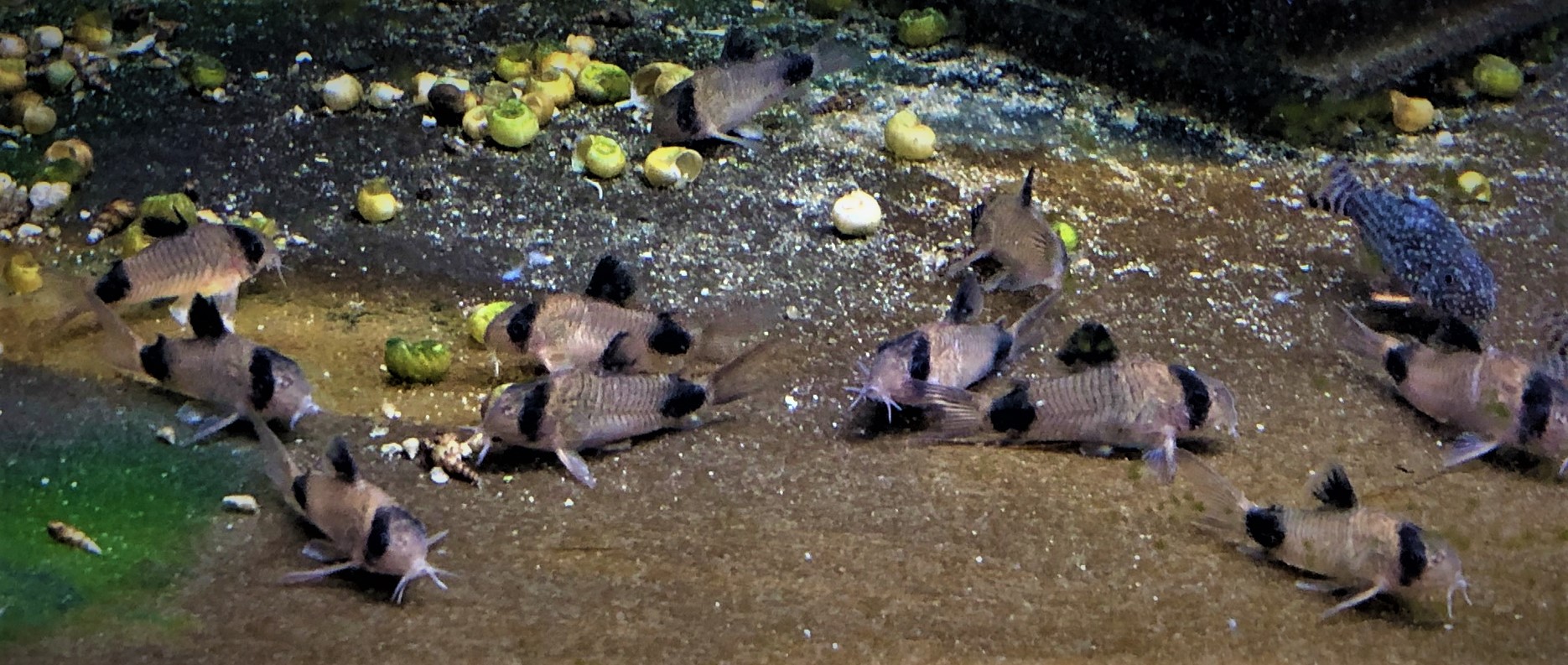 Panda-Panzerwels, Corydoras panda ca 2-3cm