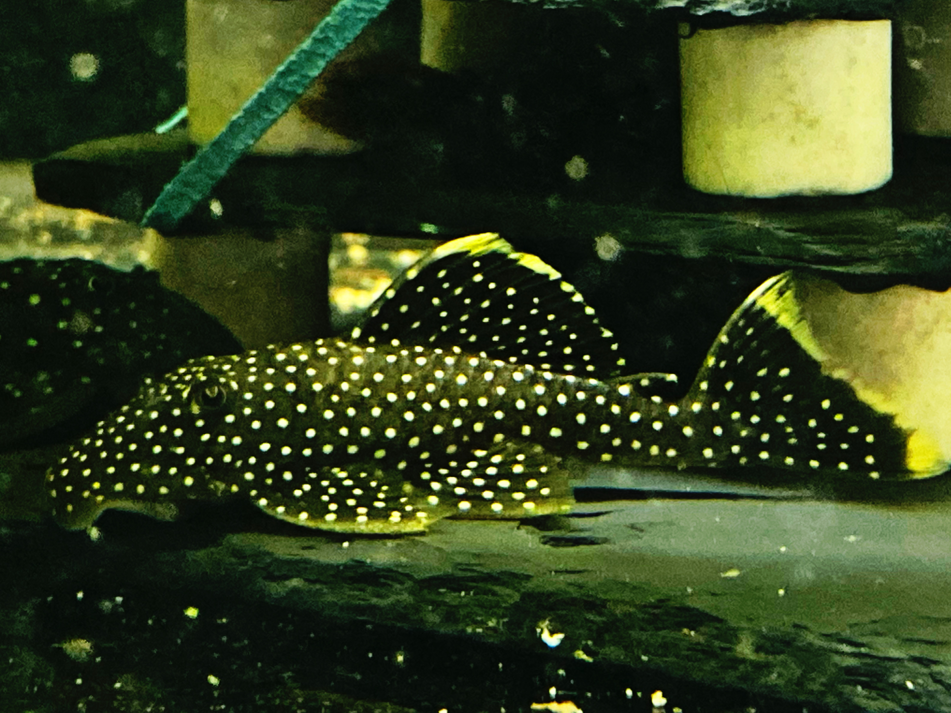 L177 Baryancistrus spec. "Golden Nugget small spot"