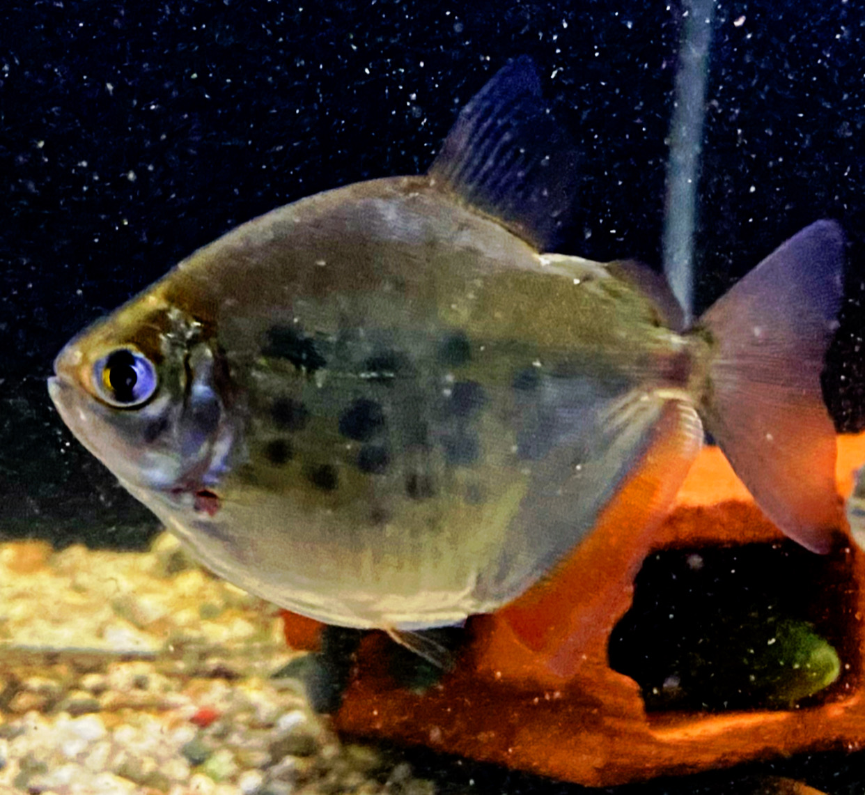 Metynnis maculatus Gepunkteter Scheibensalmler