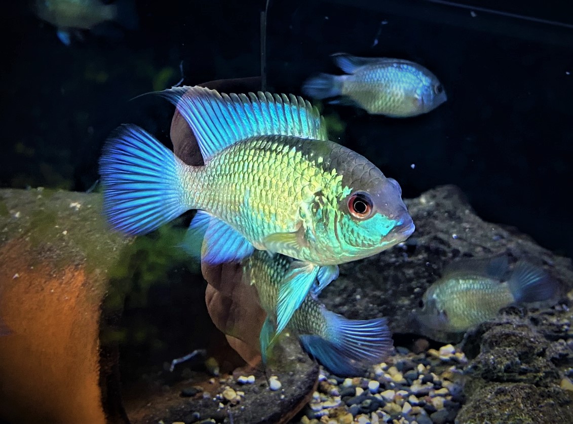 Aequidens blue pulcher spec. neonblue ca 5-7cm