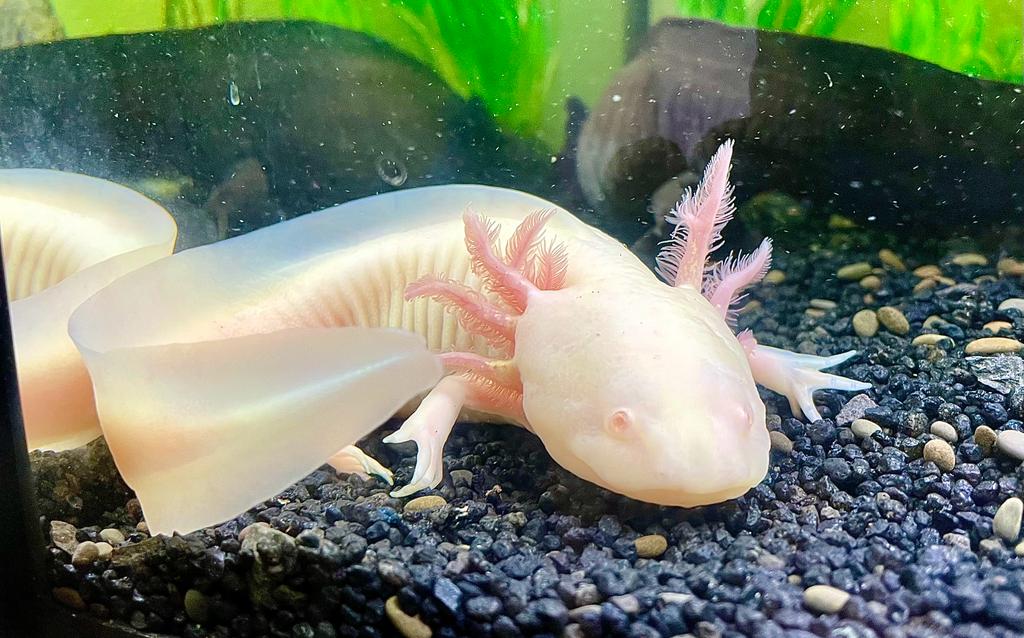 Axolotl Gold Albino Ambystoma mexicanum DNZ ca 10-12cm