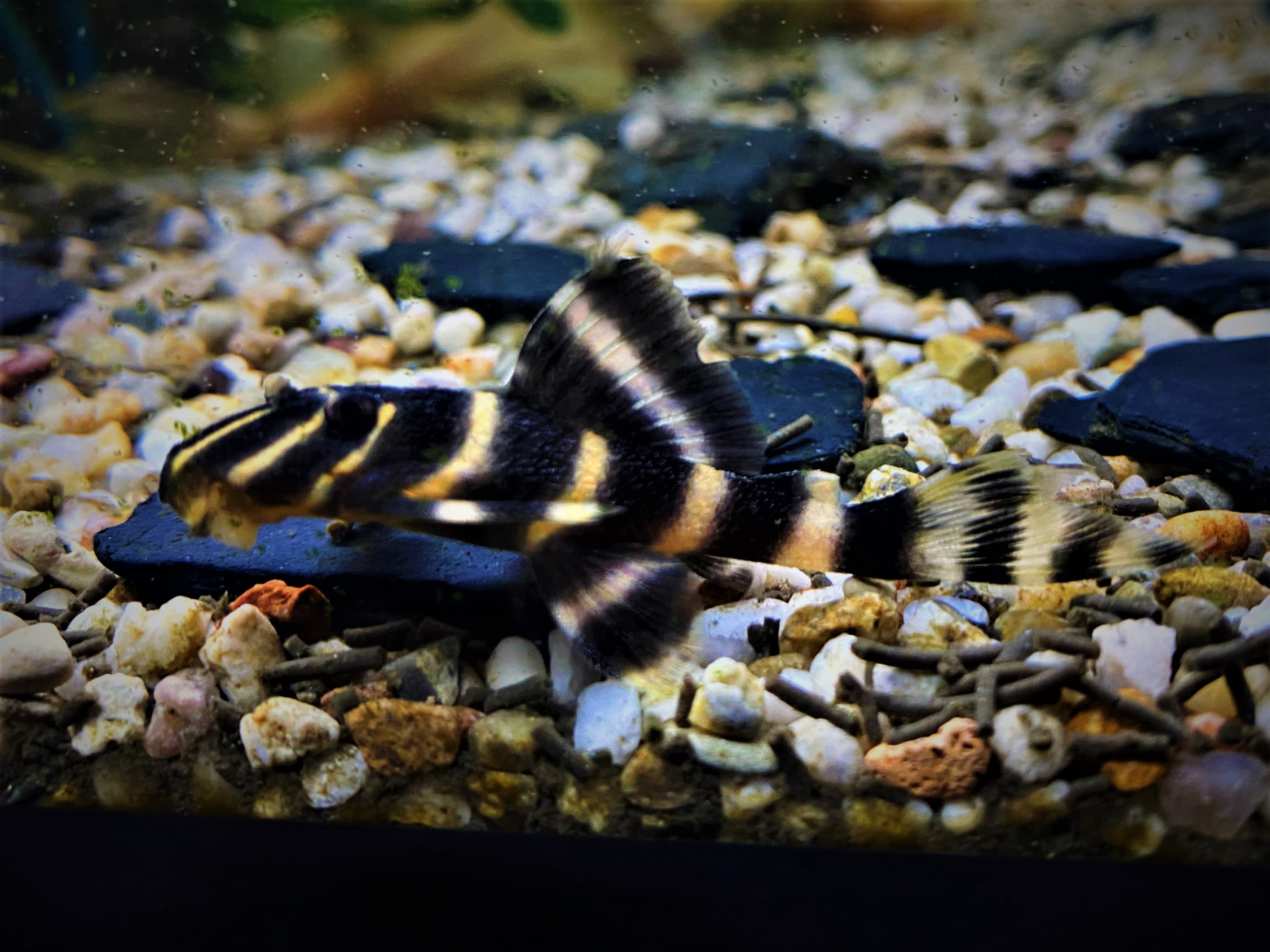 L204 Ringelsocken Harnischwels - Panaqolus albivermis - ca 6-7cm