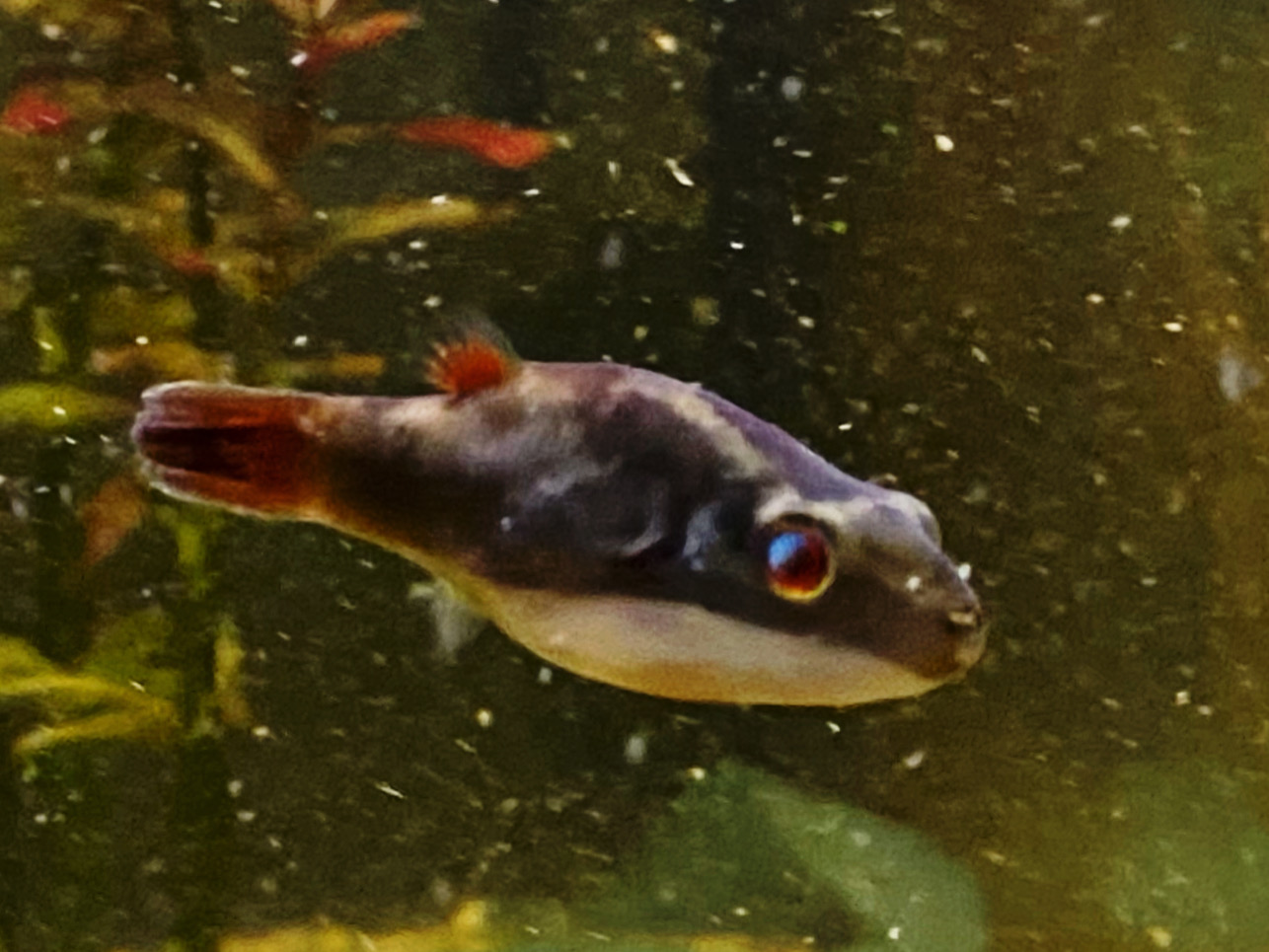 Kammkugelfisch Carinotetraodon irrubesco (Rotschwanzkugelfisch) ca 3-4cm