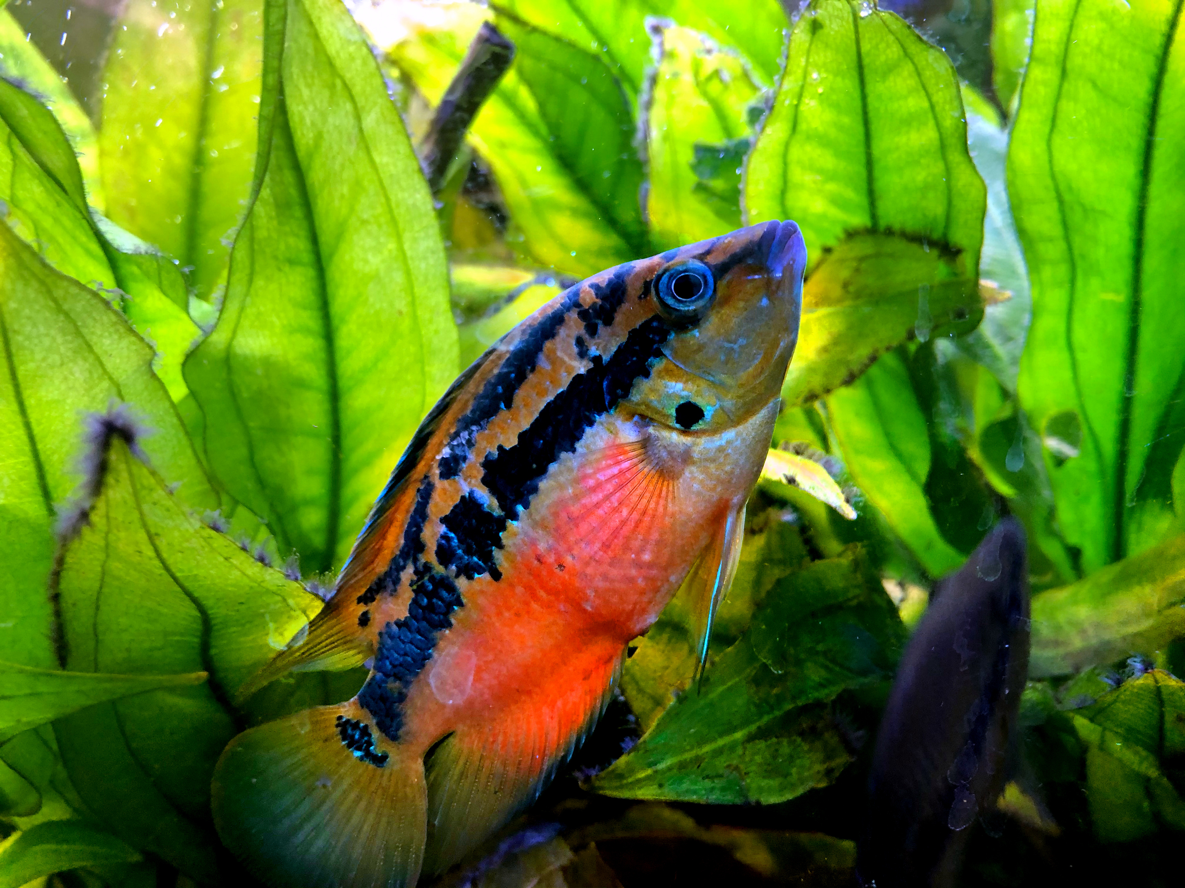 Cichlasoma Salvini Südamerika  Zuchtpaar ca 12cm