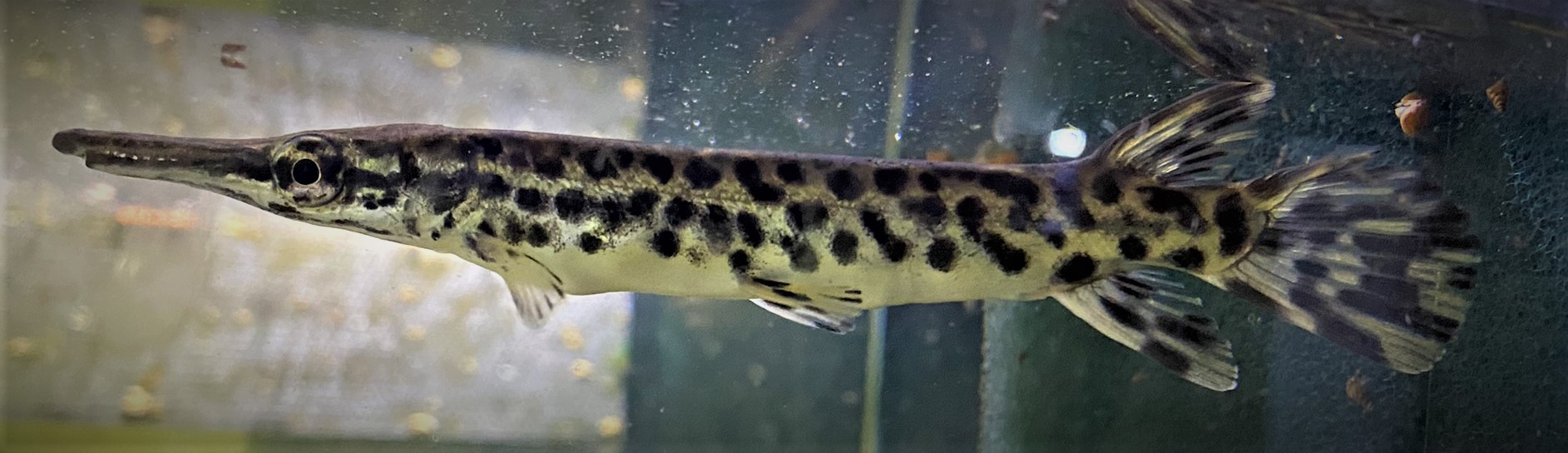 Alligatorhecht Atractosteus spatula ca 14-16cm