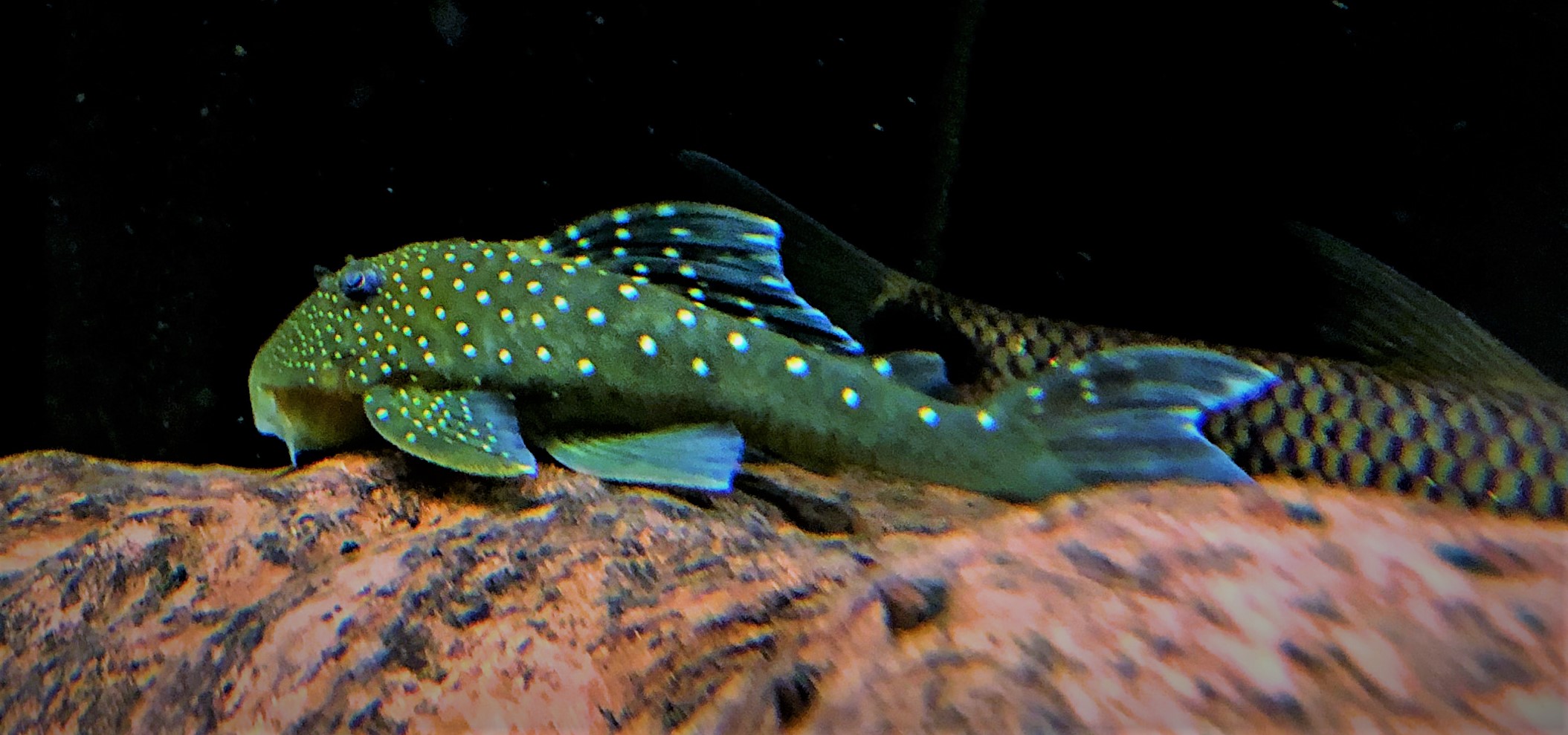 L128 - Blue Phantom - Hemiancistrus