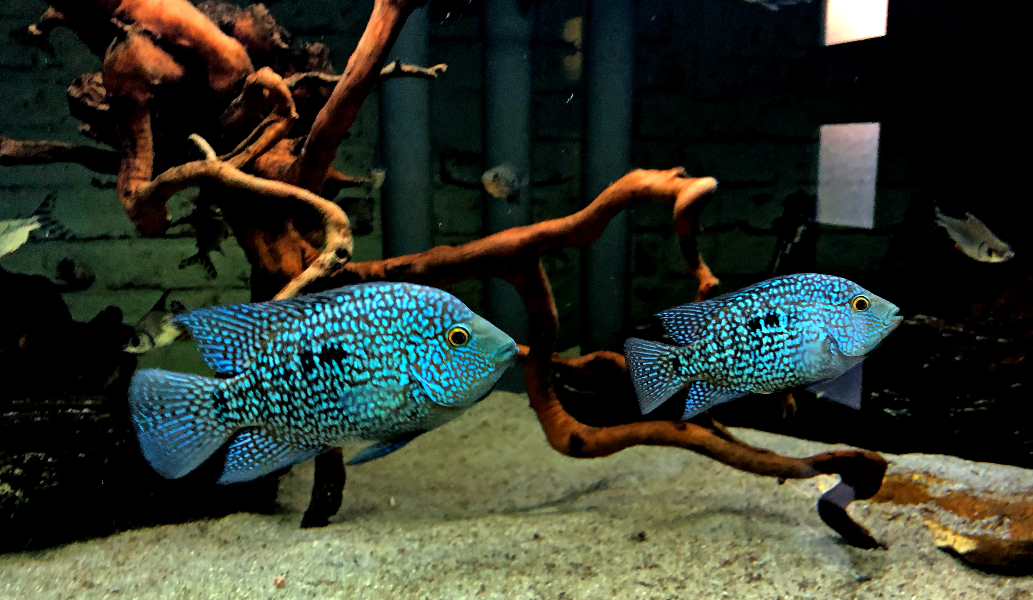 Perlcichlide Herichthys blau Carpinte