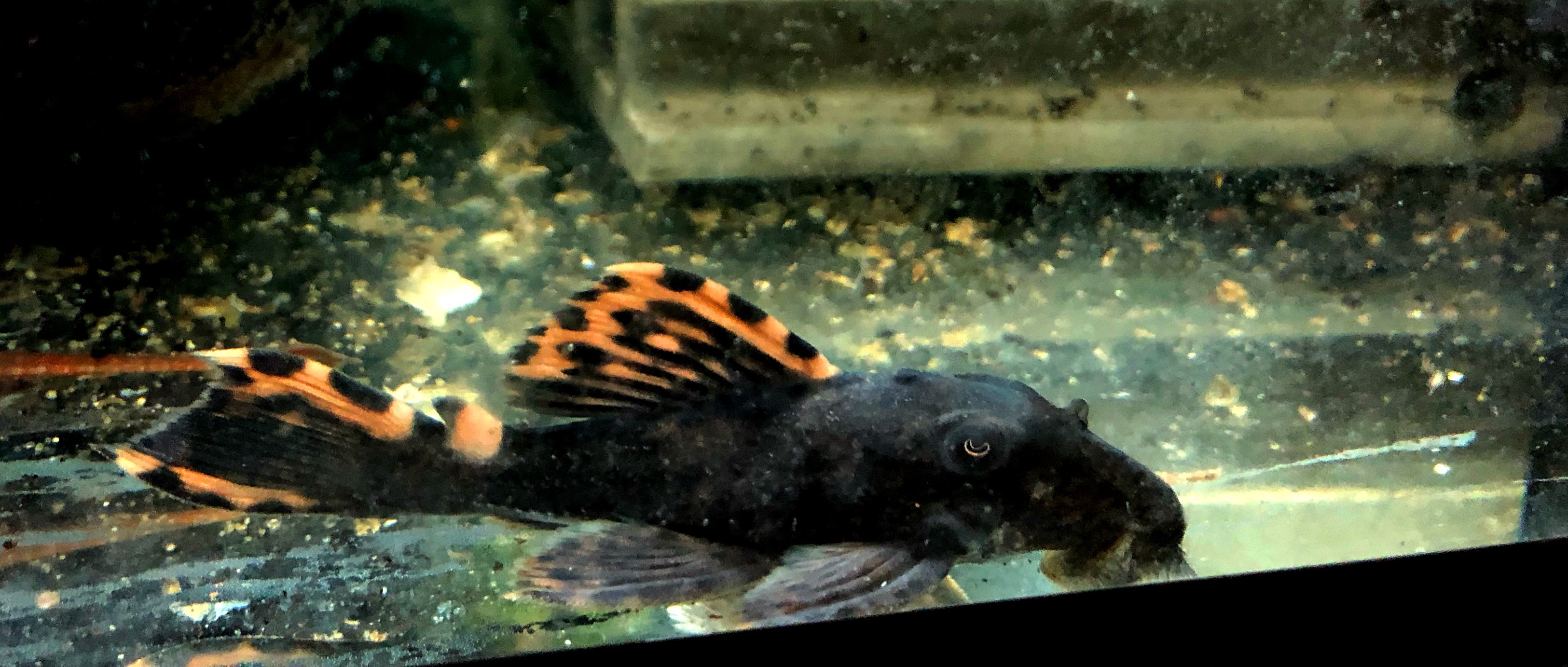 L91  Leporacanthicus Triactis Orangesaum Rüsselzahnwels