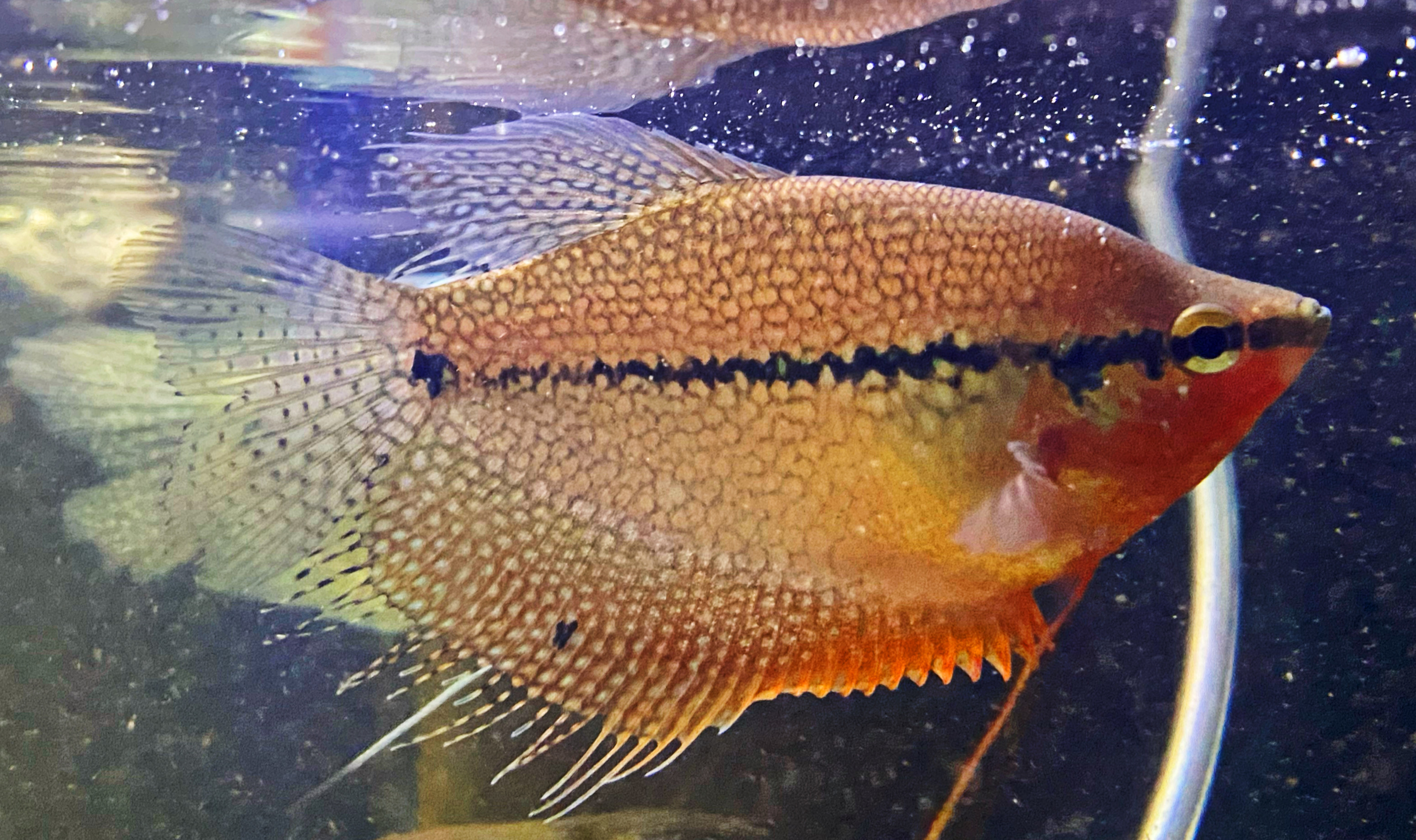 Mosaikfadenfisch Trichogaster leeri