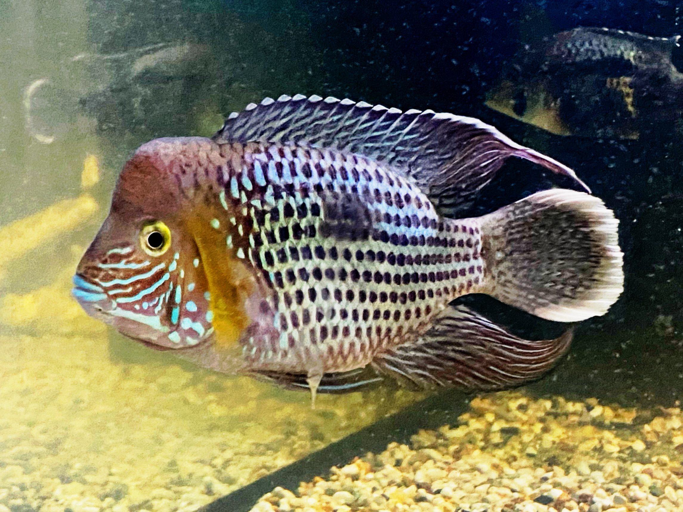 Cichlasoma Rivulatus Orangesaumbuntbarsch