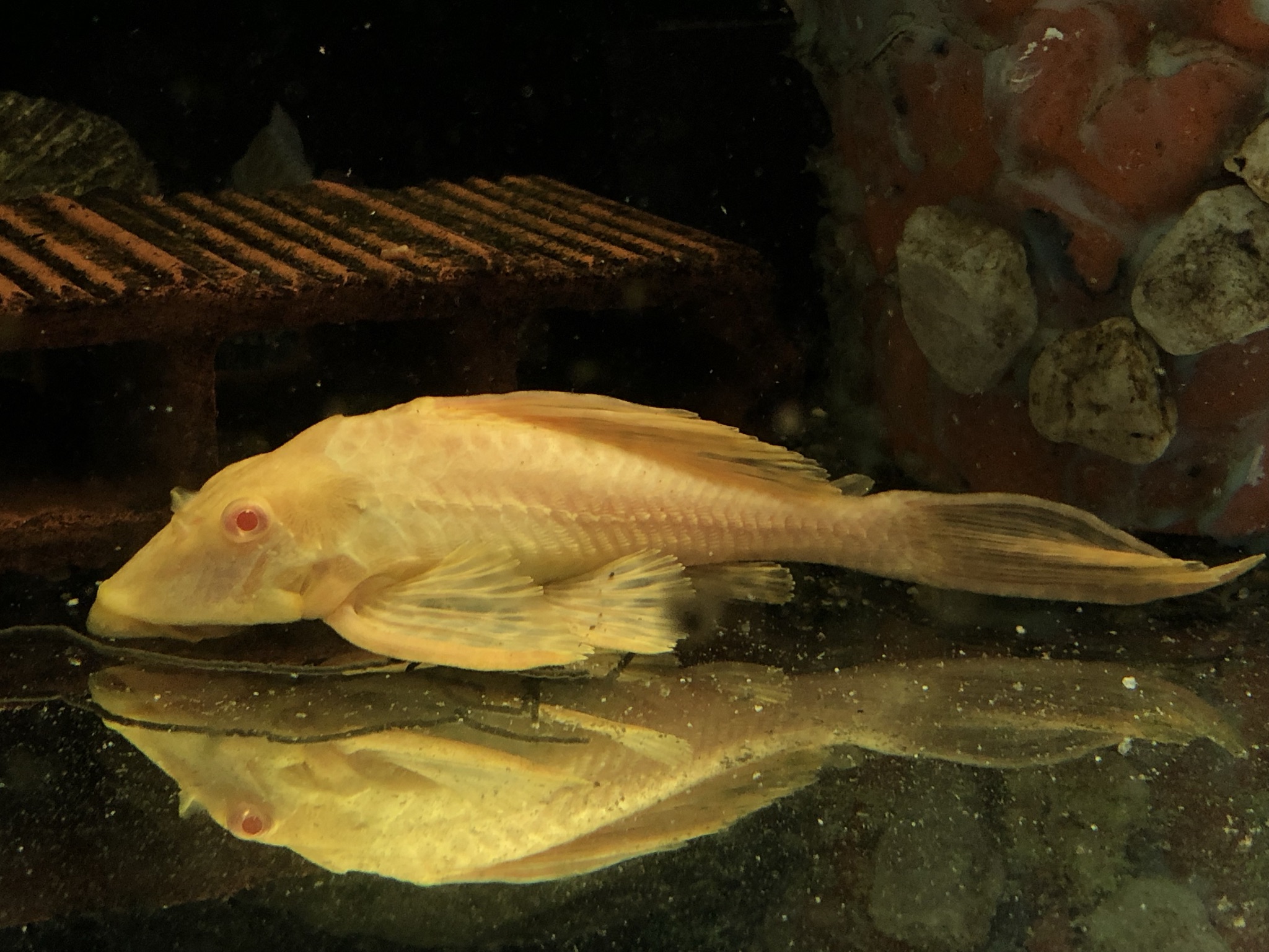 Wabenschilderwels albino Glyptoperichthys gibbiceps