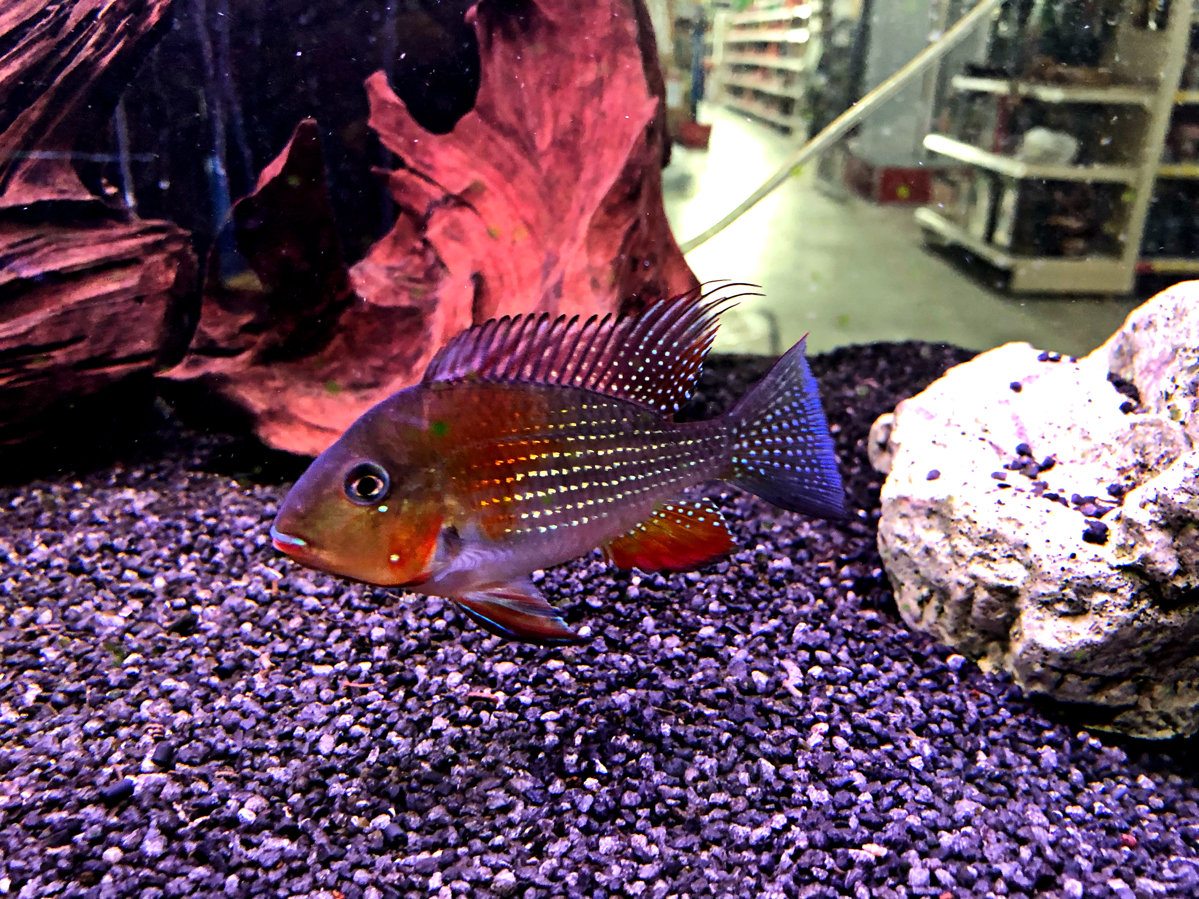 Heckels Buntbarsch Acarichthys heckelii NZ ca 6-8cm