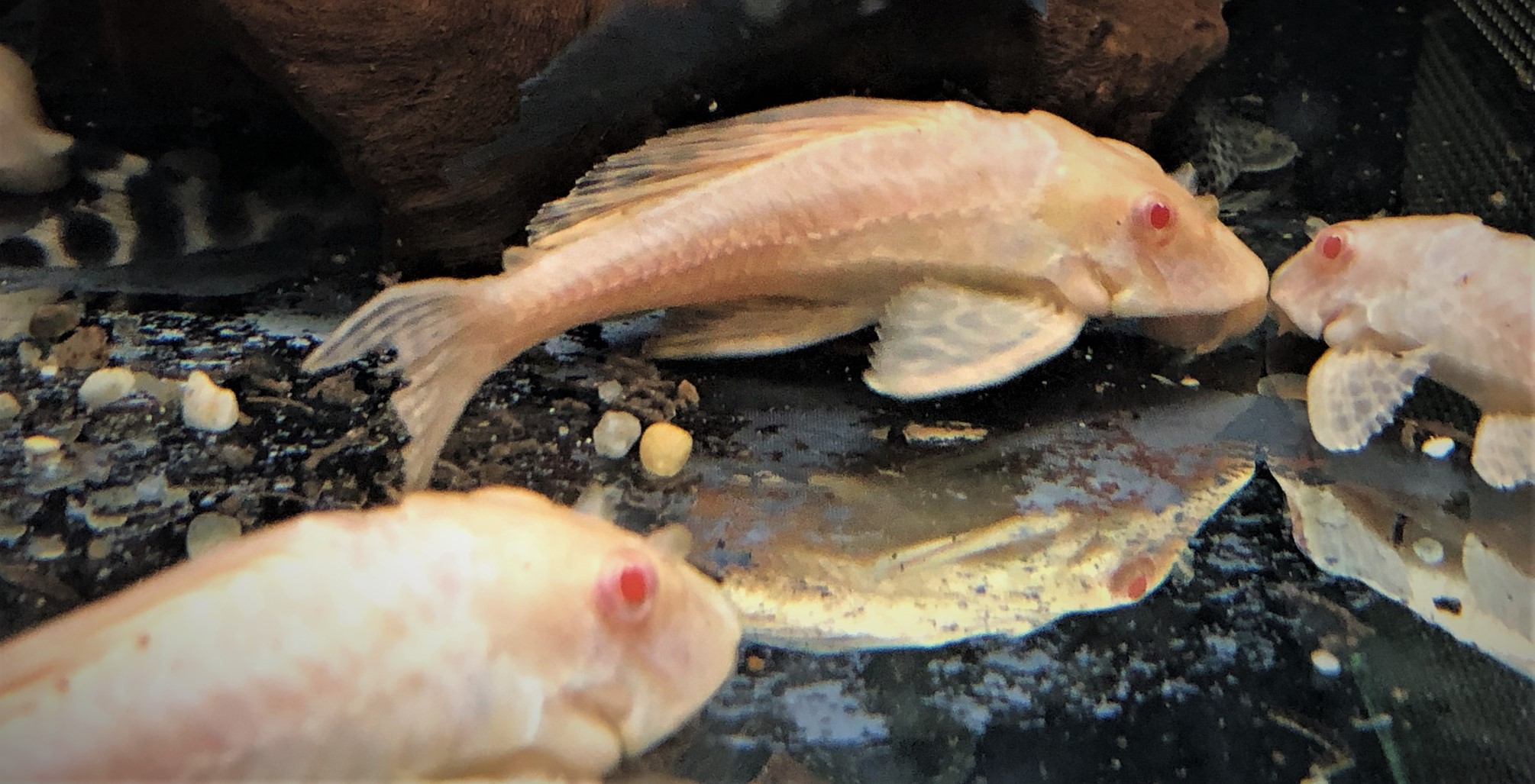 Wabenschilderwels albino Glyptoperichthys gibbiceps