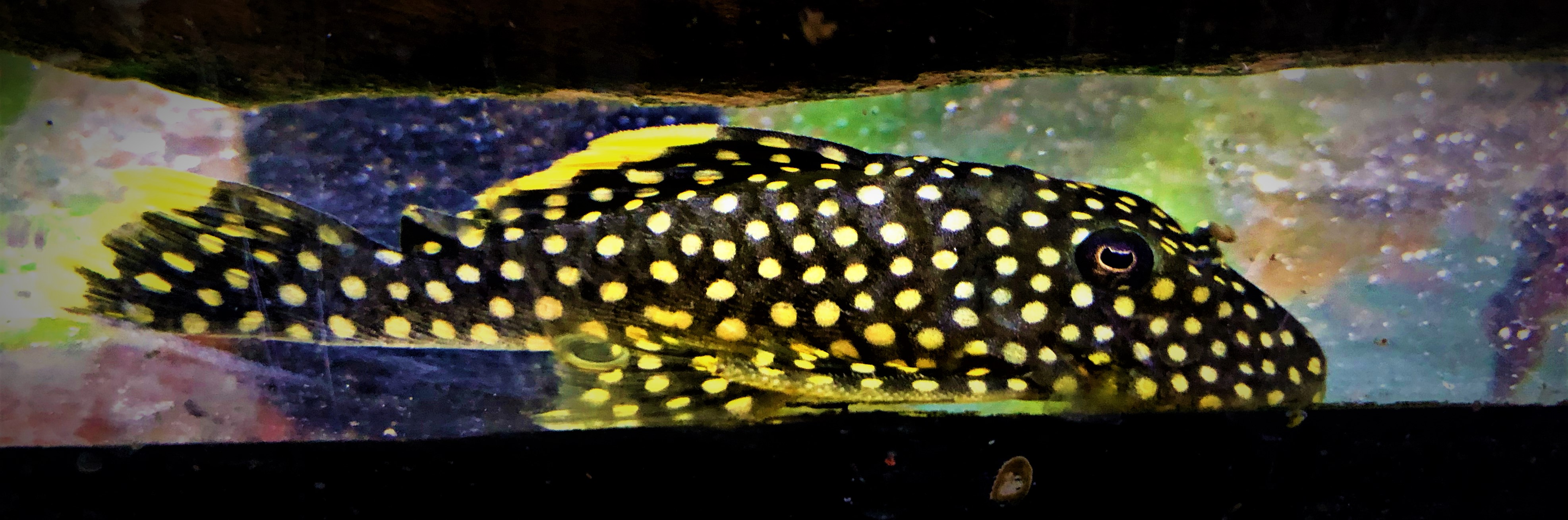 L18 - Golden Nugget - Baryancistrus xanthellus