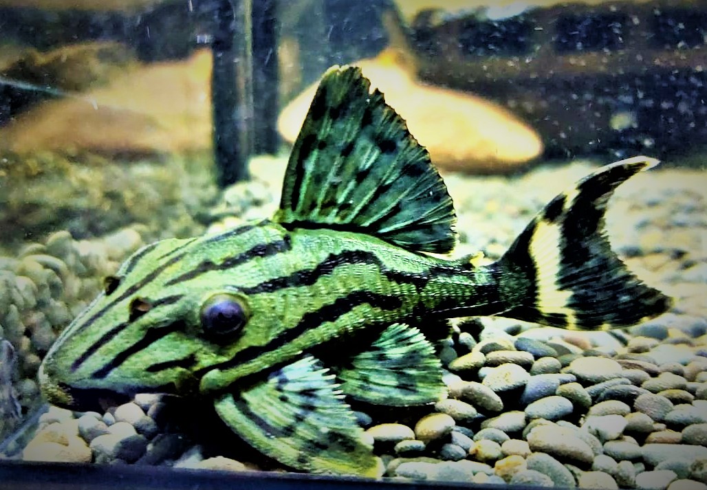 L191 Panaque spec Grüner Panaque