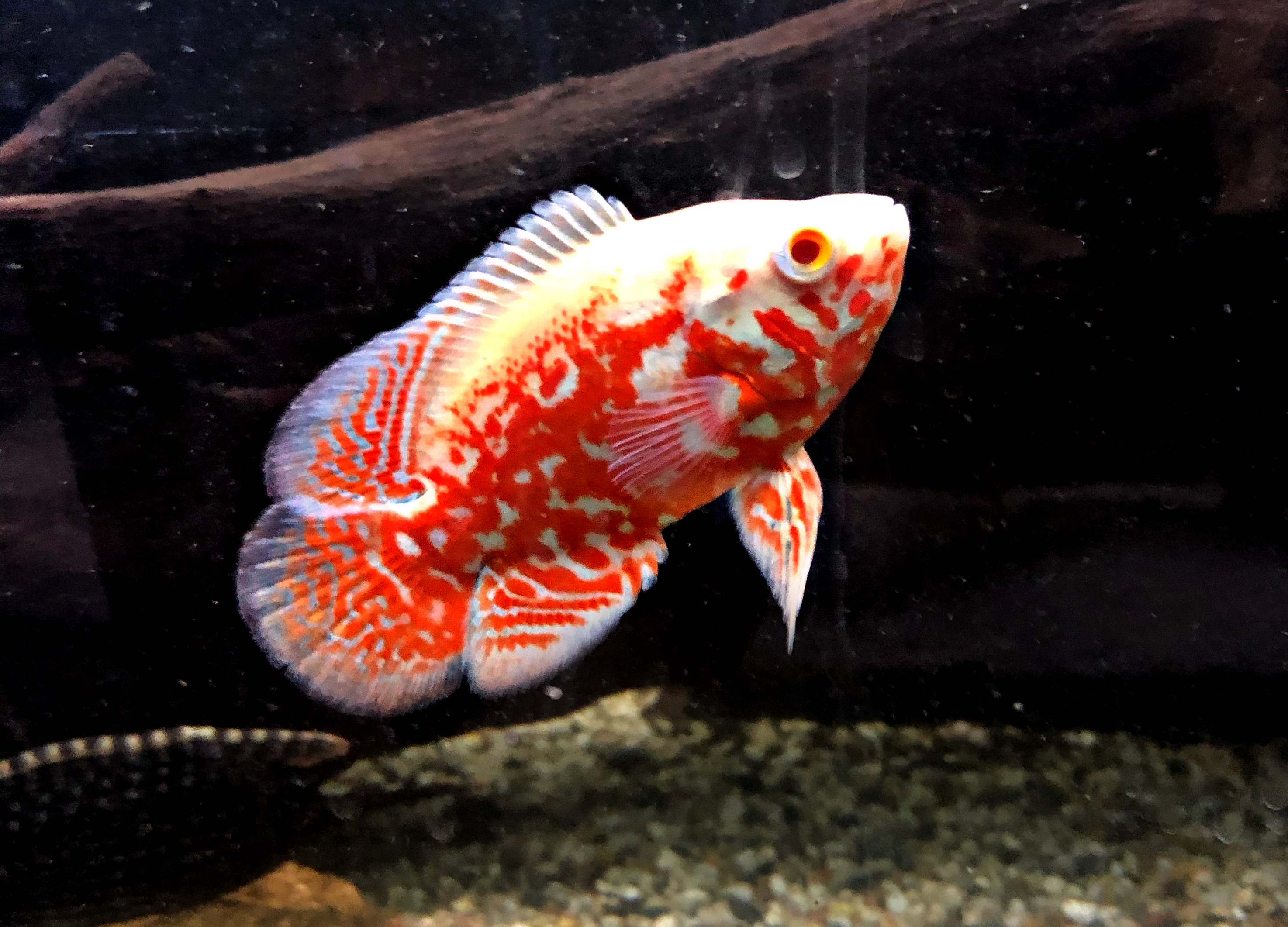 Astronotus Ocellatus Pfauenaugenbuntbarsch Super Red