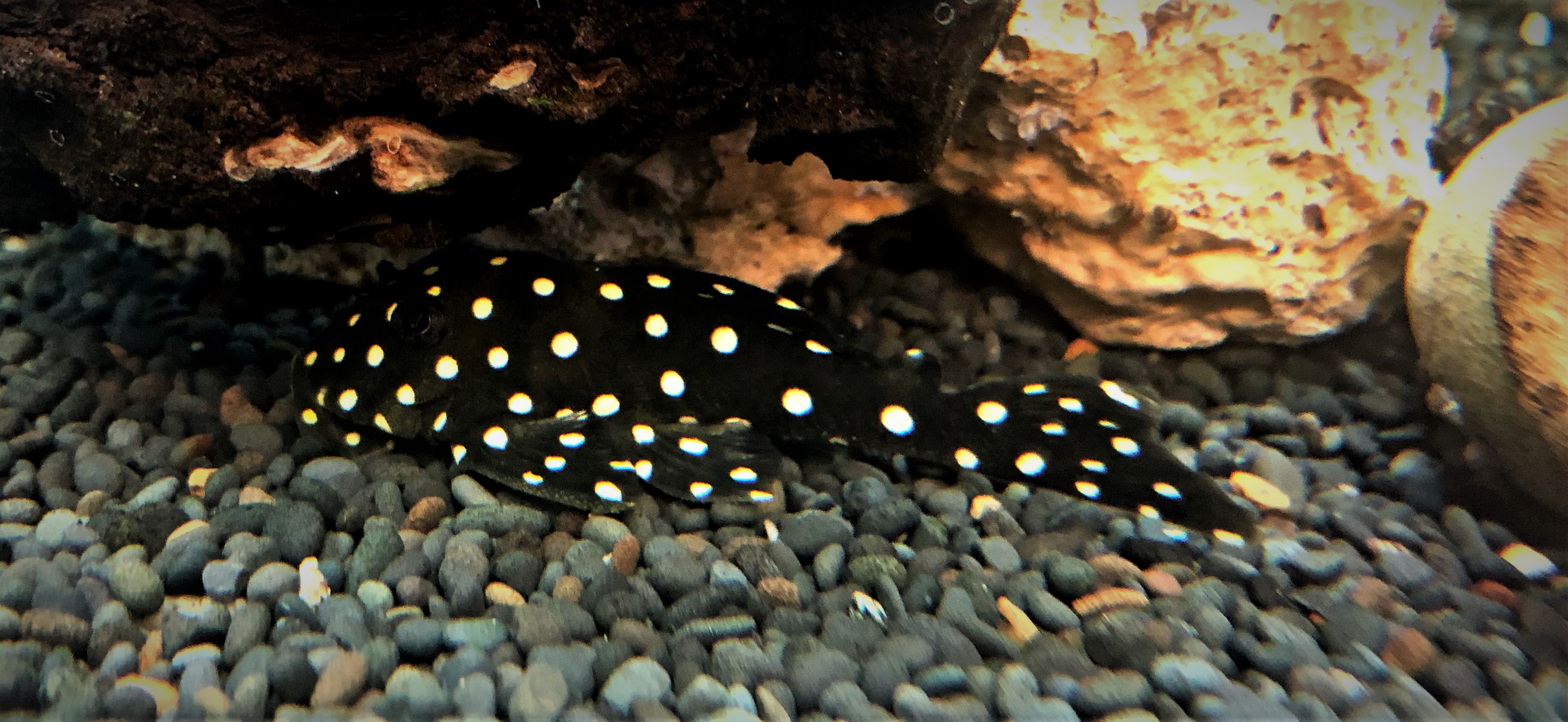 L240 - Galaxy Segelflossen Rüsselzahnwels - Leporacanthicus sp. - 6-8cm