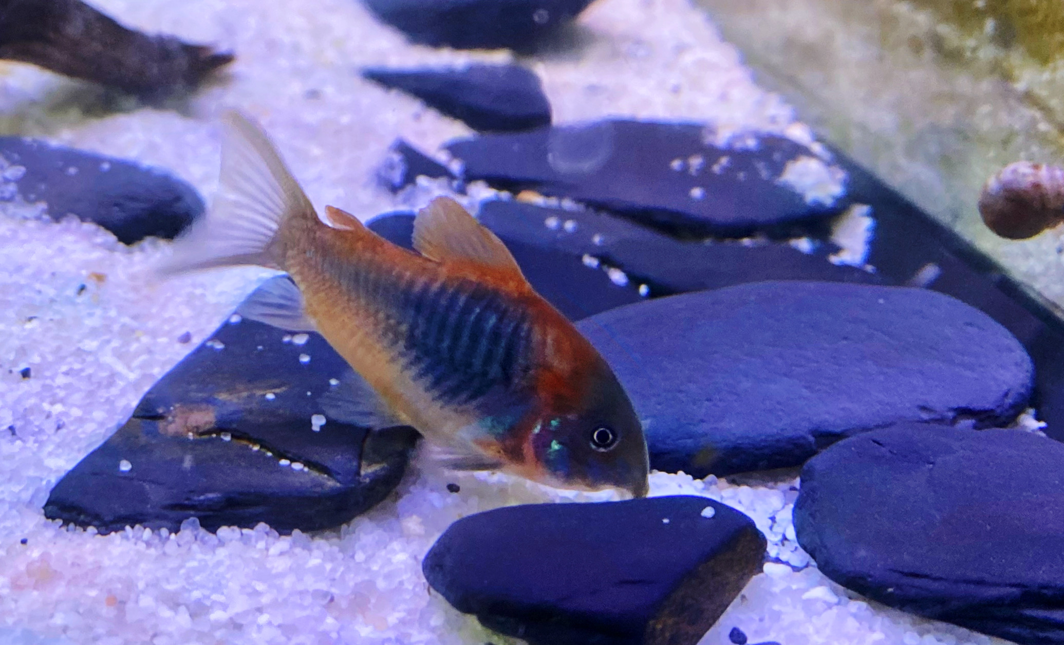 Orangener Venezuelapanzerwels Corydoras venezuelanus orange ca 2-3cm