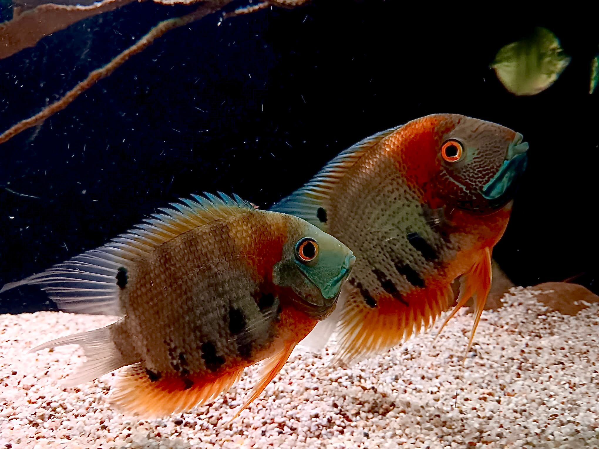 Heros Rotkeil Augenfleckbuntbarsch Paar ca 10-12cm