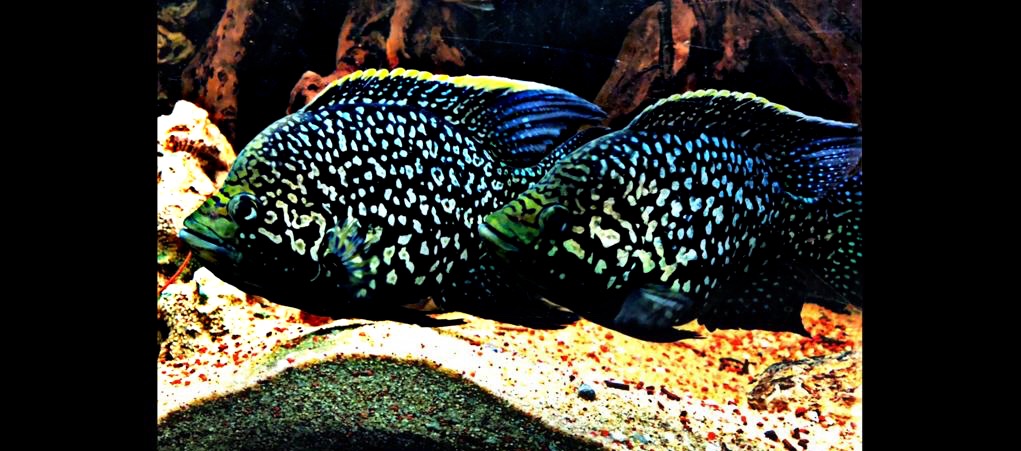 Paratilapia Bleekeri Spec. Andapa Madagaskarbuntbarsch