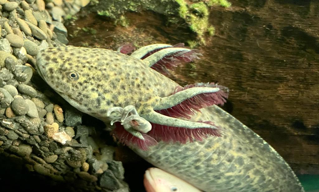 Axolotl Copper Ambystoma mexicanum DNZ ca 12-14cm