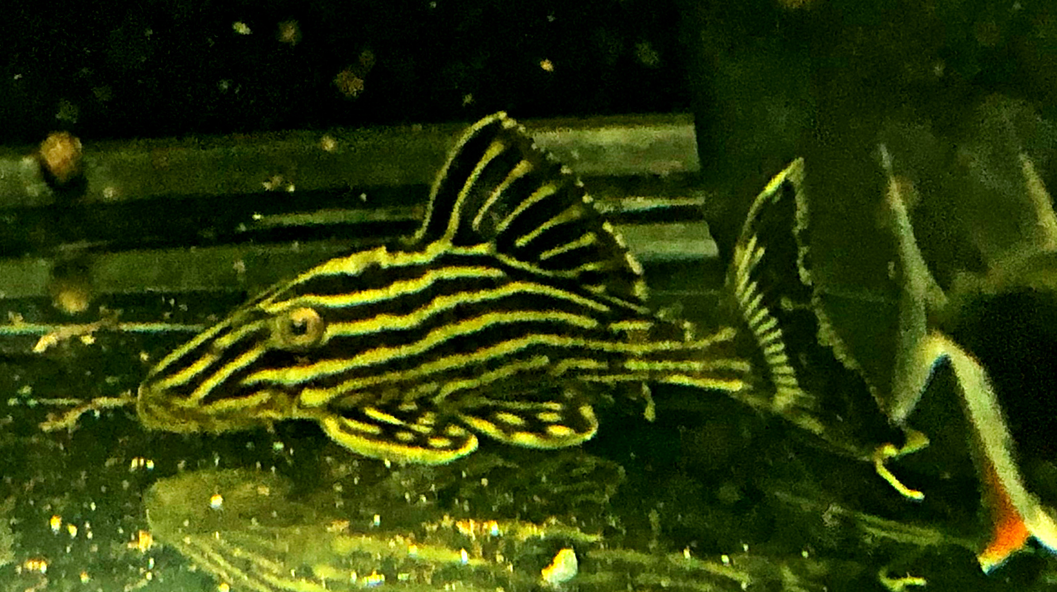 Panaque sp. aff. armbrusteri L27 ca 10cm