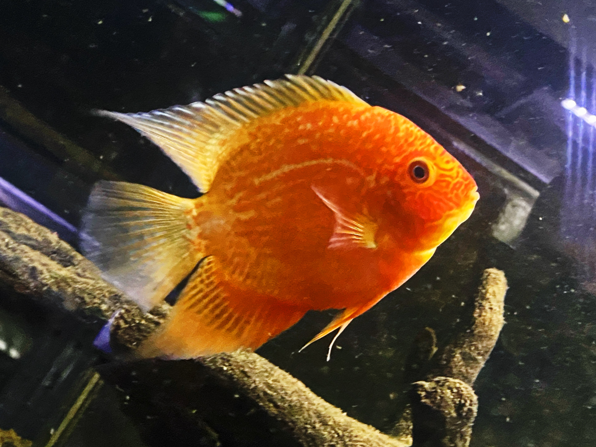 Heros Red Spottet Augenfleckbuntbarsch Südamerika ca 8-10cm