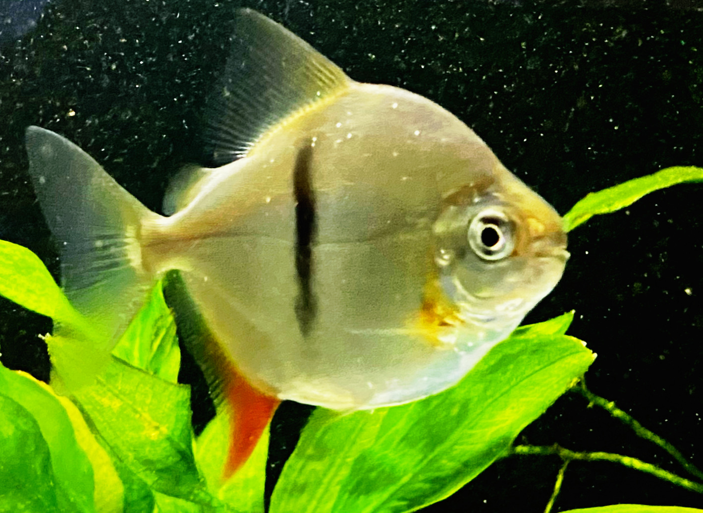 Schomburgks Scheibensalmler Myleus schomburgkii ca 4-5cm