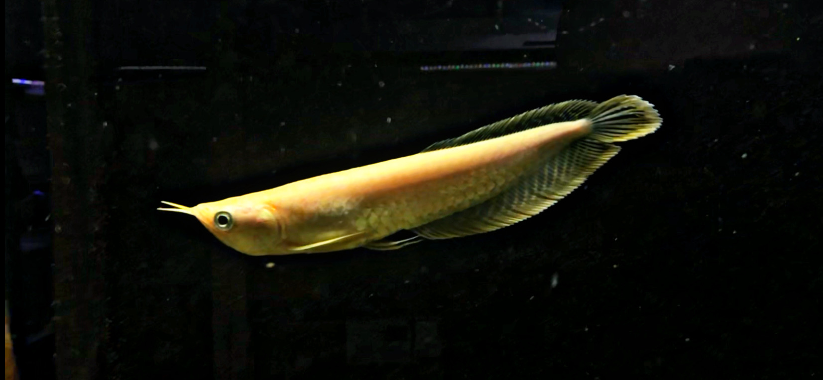 Osteoglossum bicirrhosum albino Arowana