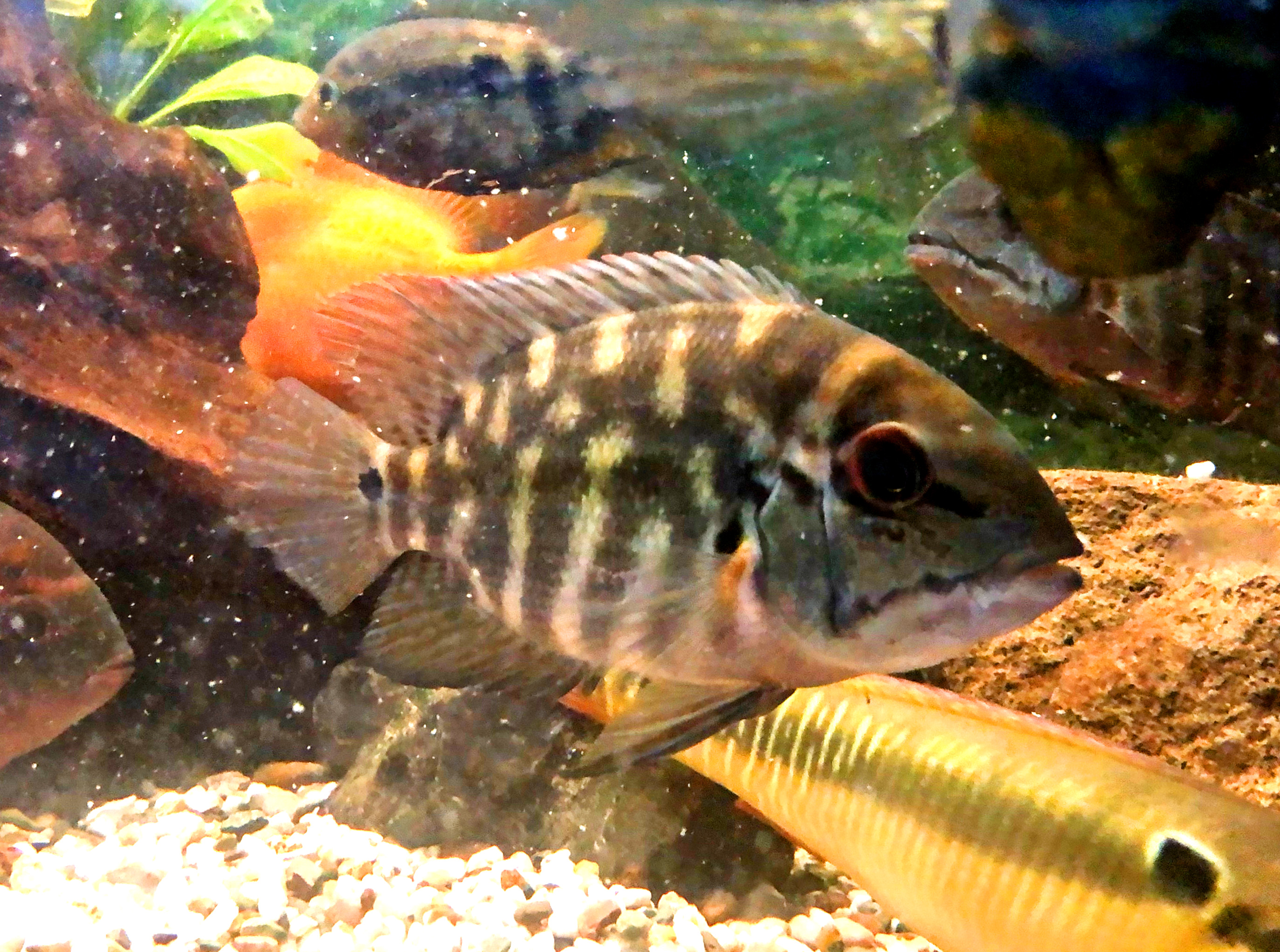 psittacus papageibuntbarsch bloodred Parrot ca 8-10cm