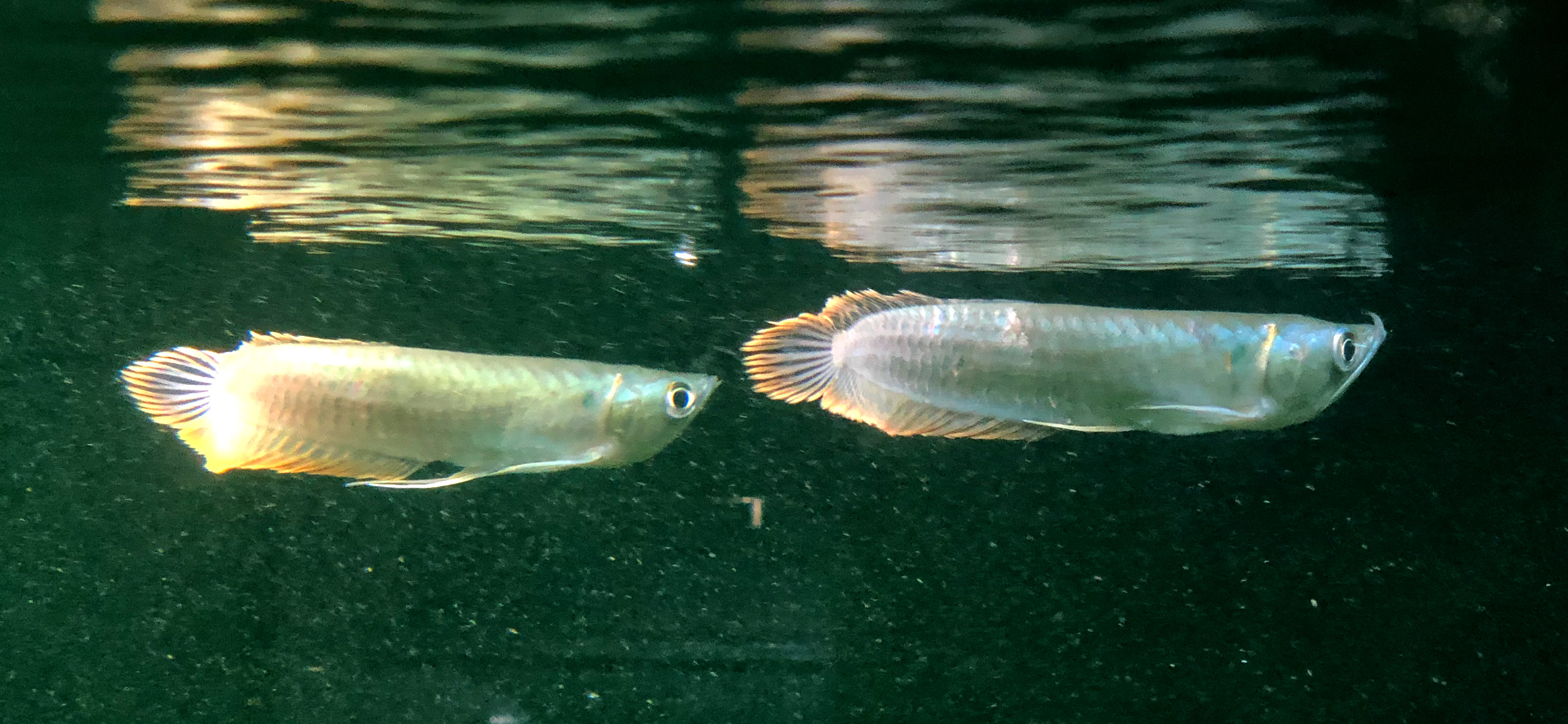 Osteoglossum bicirrhosum silber Arowana