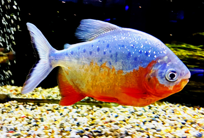 Roter Pacu – Piaractus brachypomus