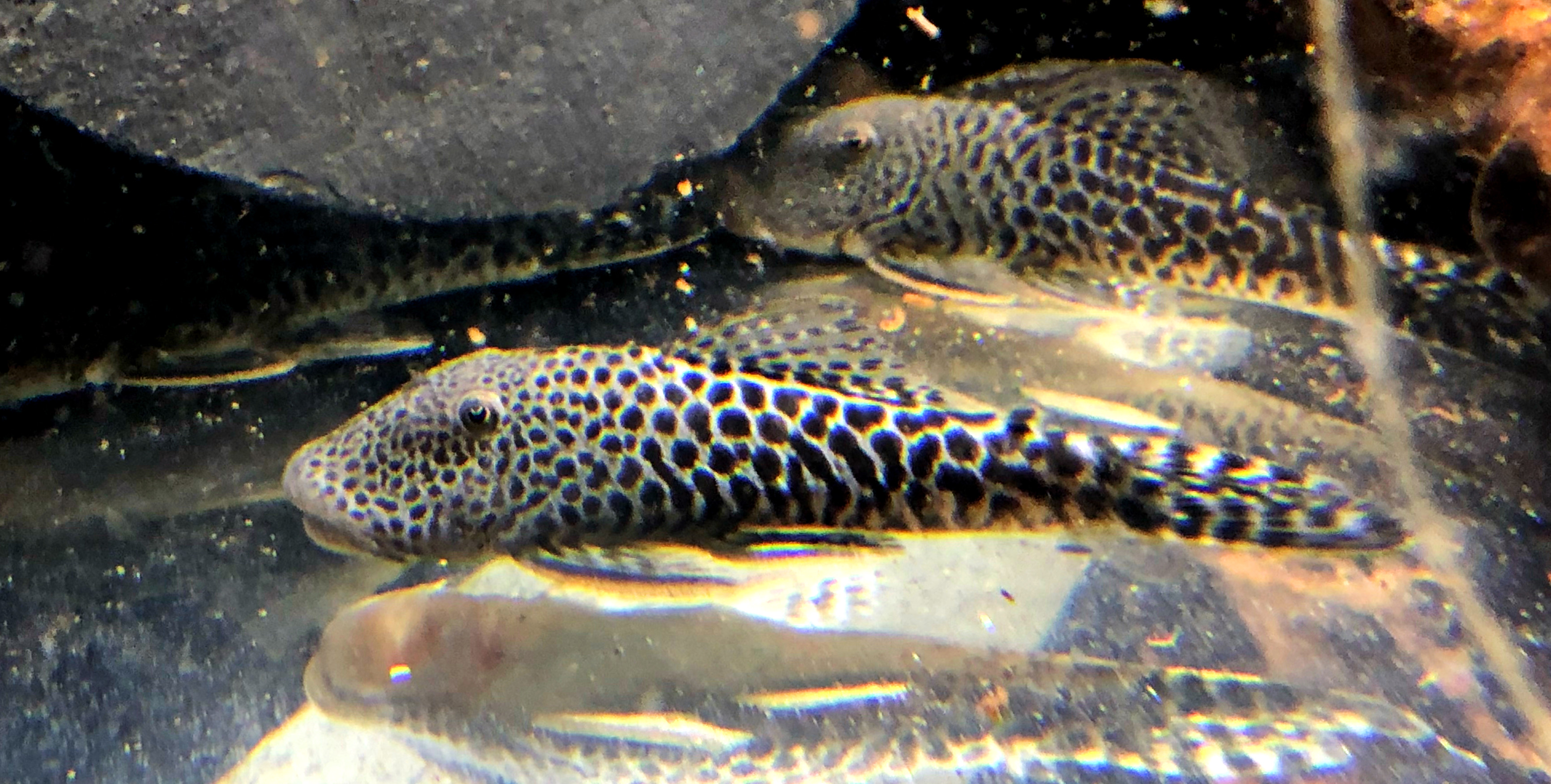 Gebirgsharnischwels, Chaetostoma thomasi L146, L444 ca 5-6cm