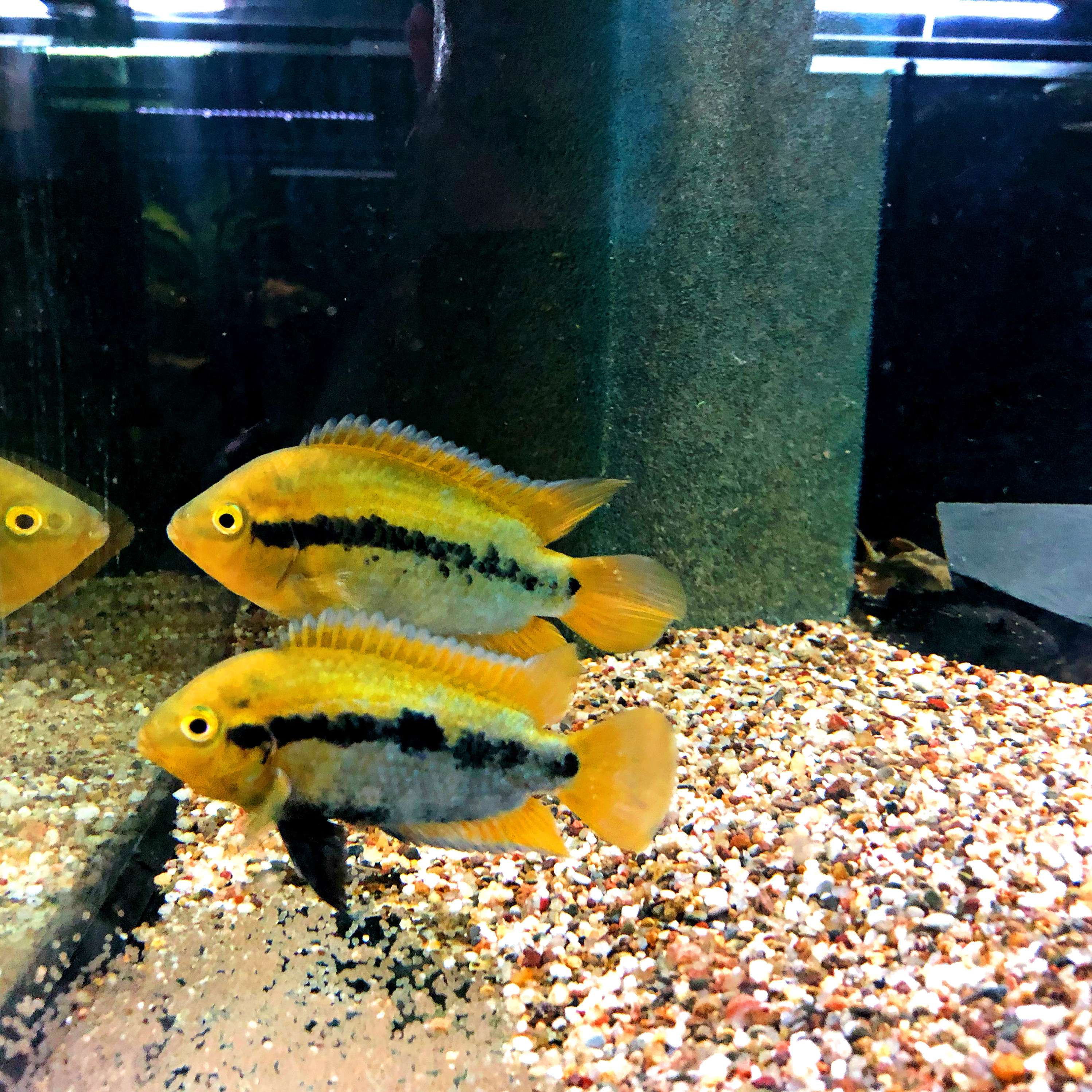 Herotilapia multispinosa Regenbogenbuntbarsch NZ ca 3-4cm