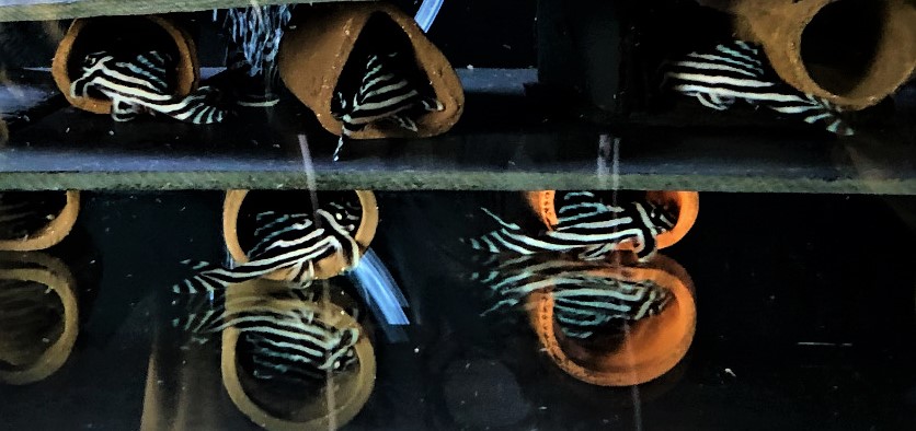 L46 Zebra 3er Paketpreis ( 3 Stück )  Hypancistrus zebra ca 4-4,5cm