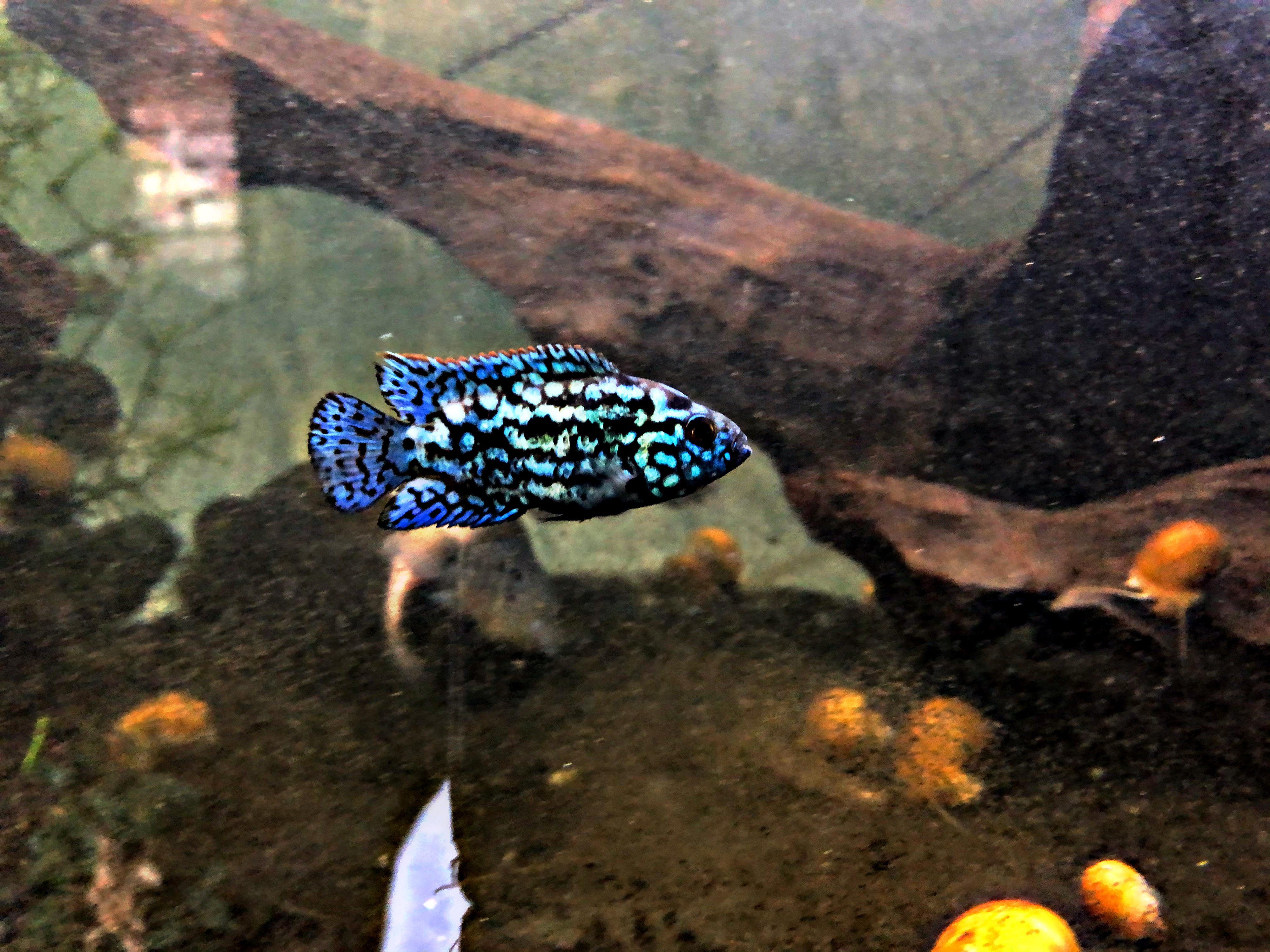 Octofasciatum Blue Dempsey Achtbindenbuntbarsch ca 4-5