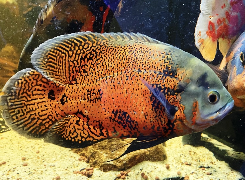 Astronotus Ocellatus Peru  Pfauenaugenbuntbarsch Ausnahmetiere