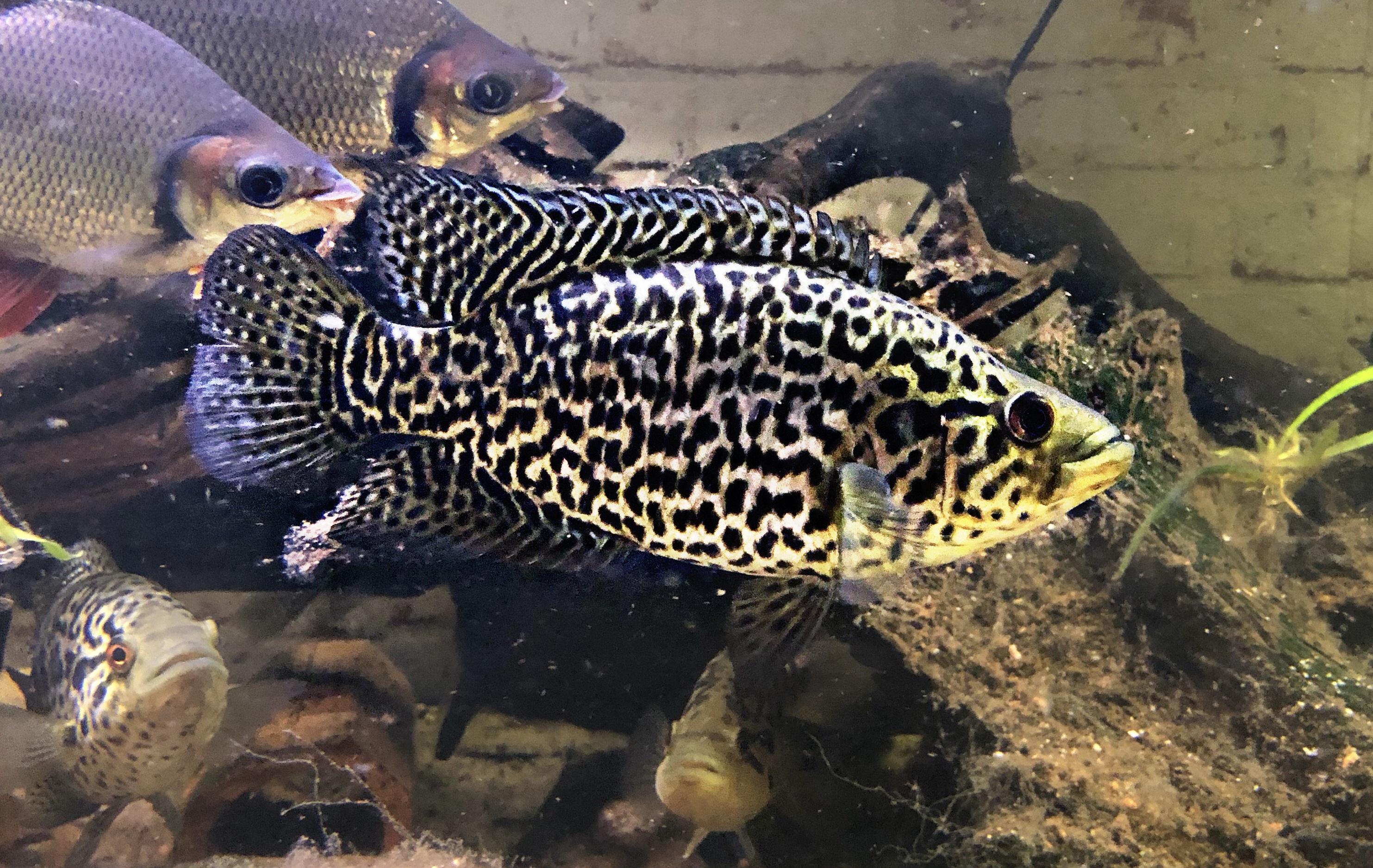 Parachromis Manahuense Jaguardbuntbarsch NZ 3-4cm