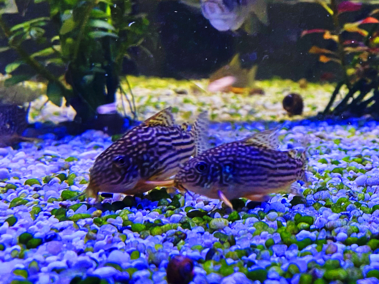 Sterbas Panzerwels, Corydoras sterbai ca 3cm