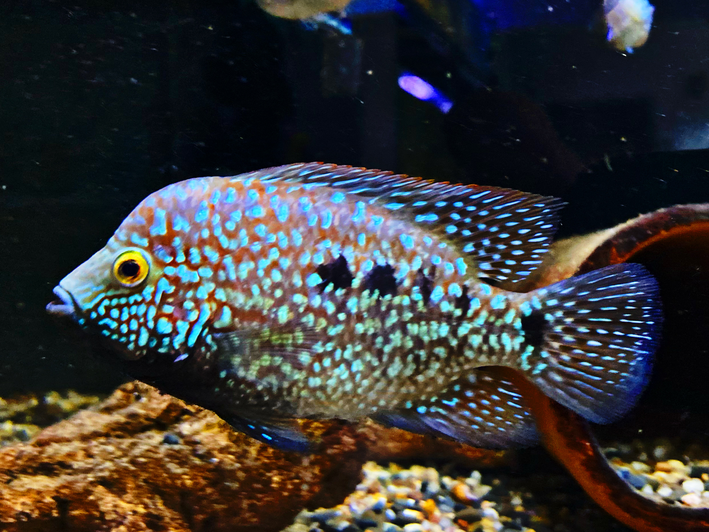 Perlcichlide Green Texas "Rio Grande" cichlid Carpinte
