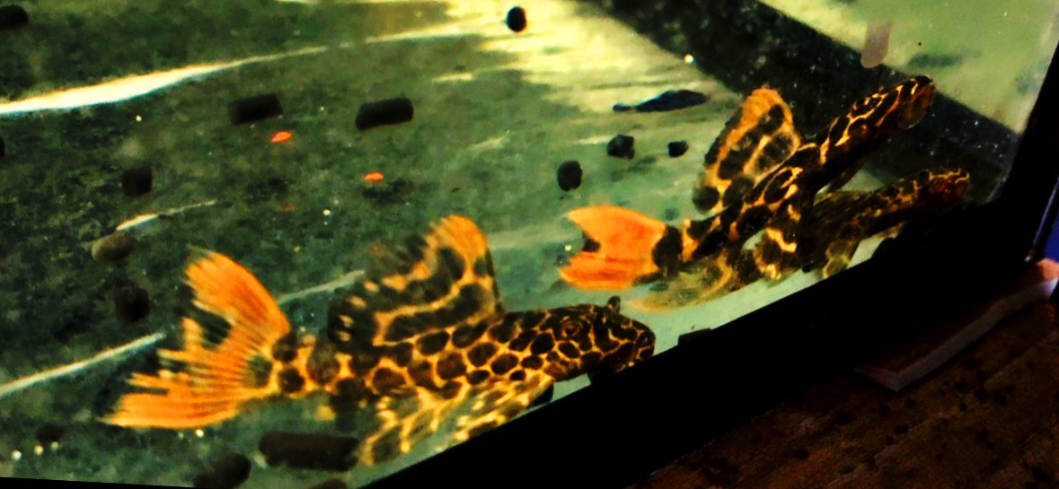 L114 Kaktuswels ca 5-6cm