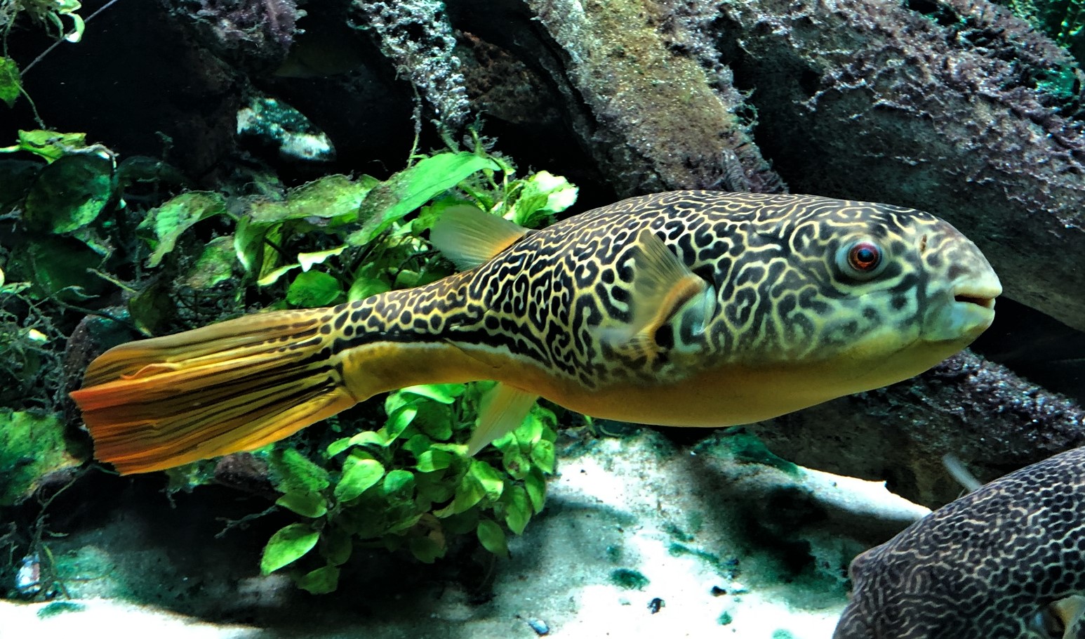 Goldringelkugelfisch  Tetraodon mbu ca 10-12cm