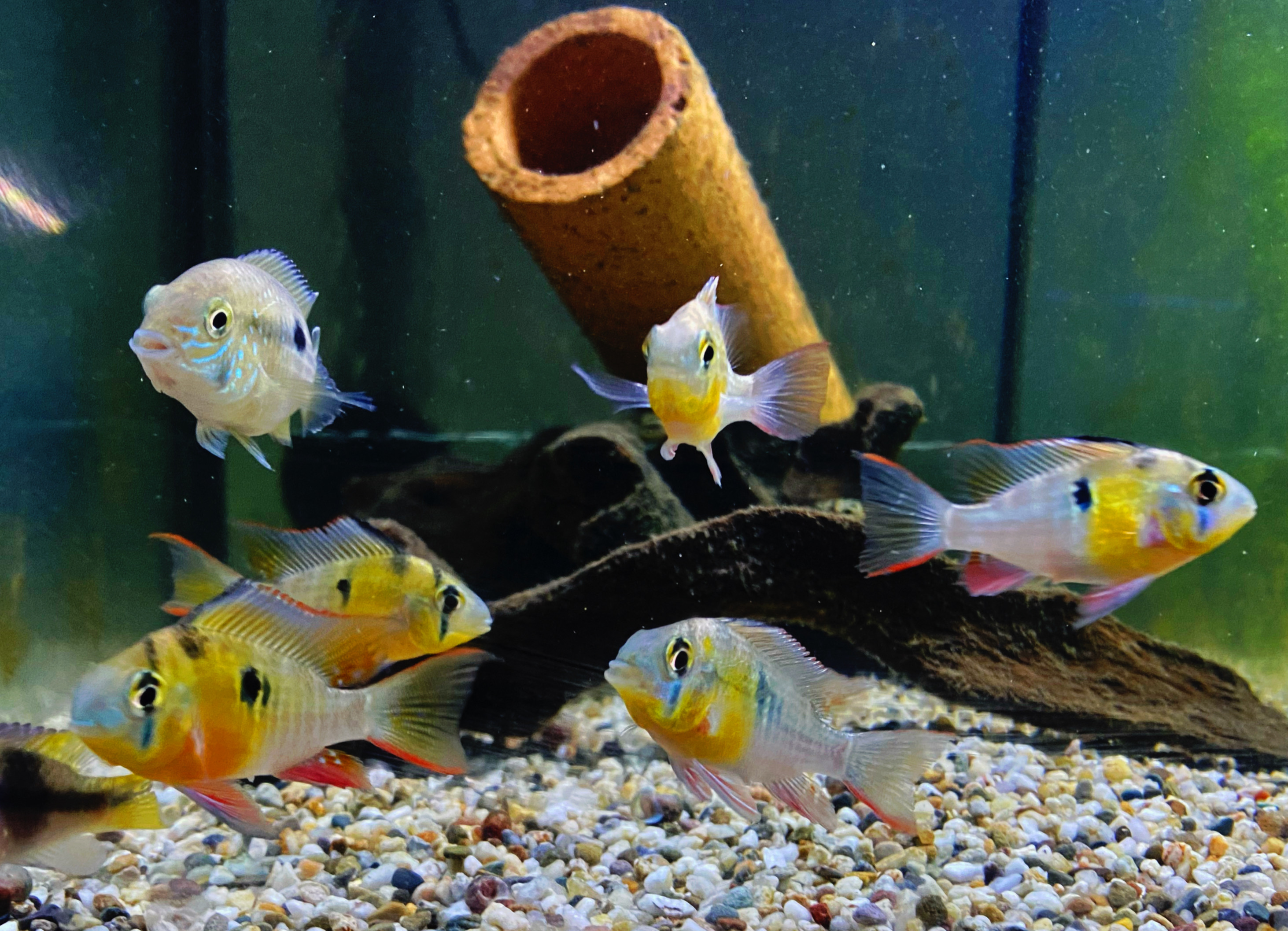 Bolivianischer Schmetterlingsbuntbarsch, Microgeophagus altispinosa NZ ca 3-4cm